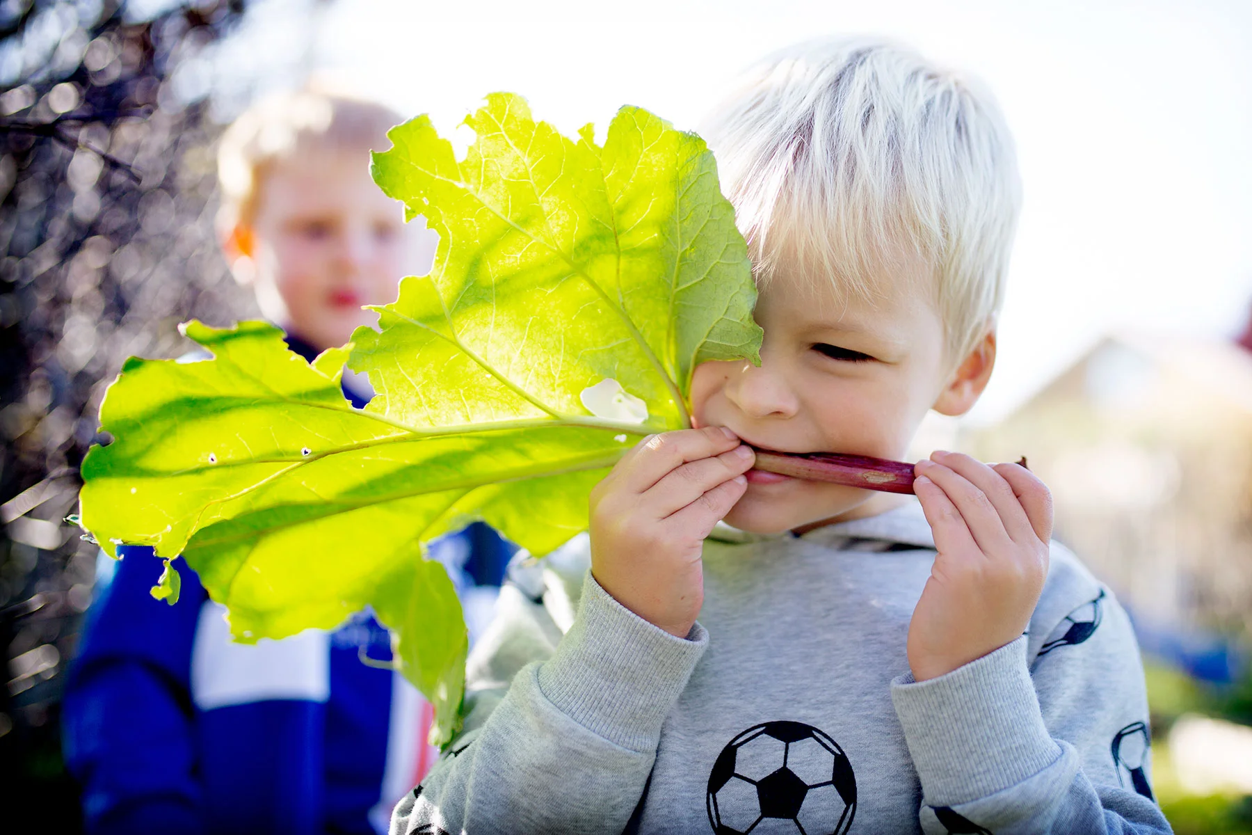 blogg-191005tradgarden3.jpg