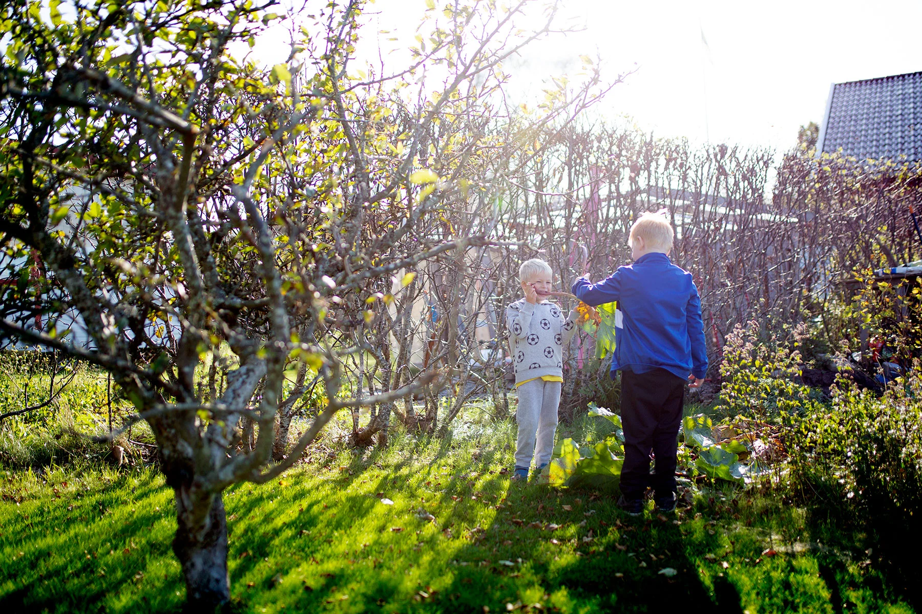 blogg-191005tradgarden2.jpg