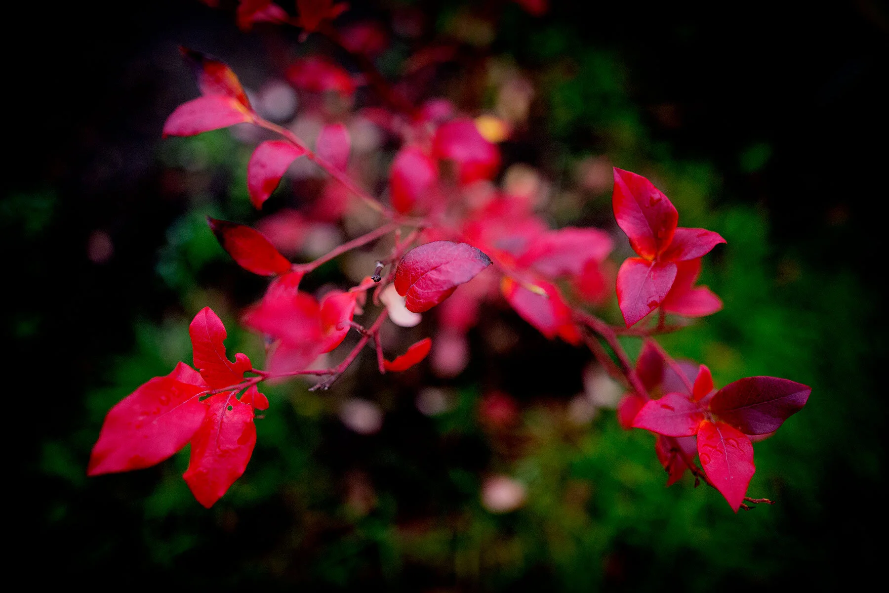 blogg-191018tradgarden7.jpg