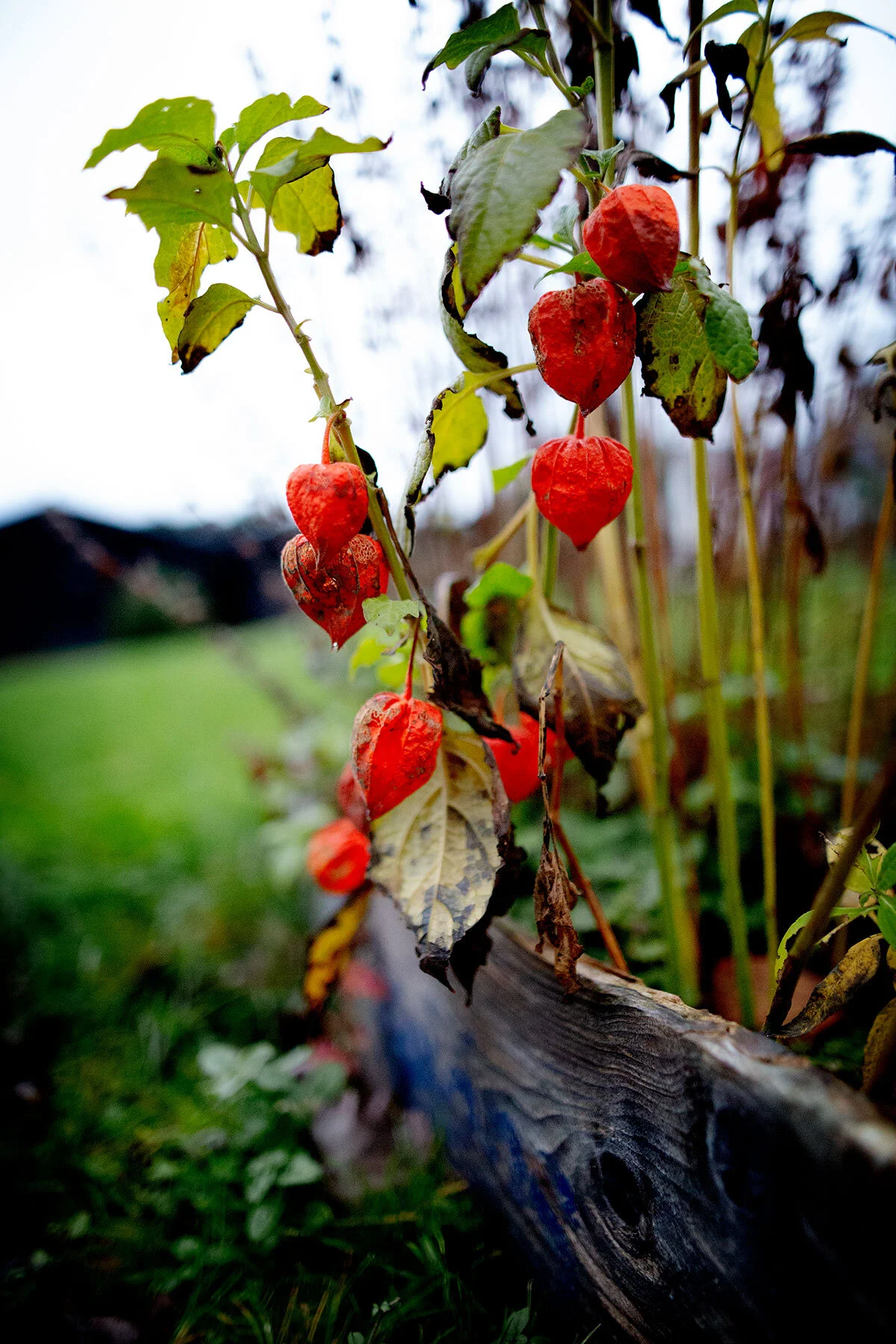 blogg-191018tradgarden6.jpg