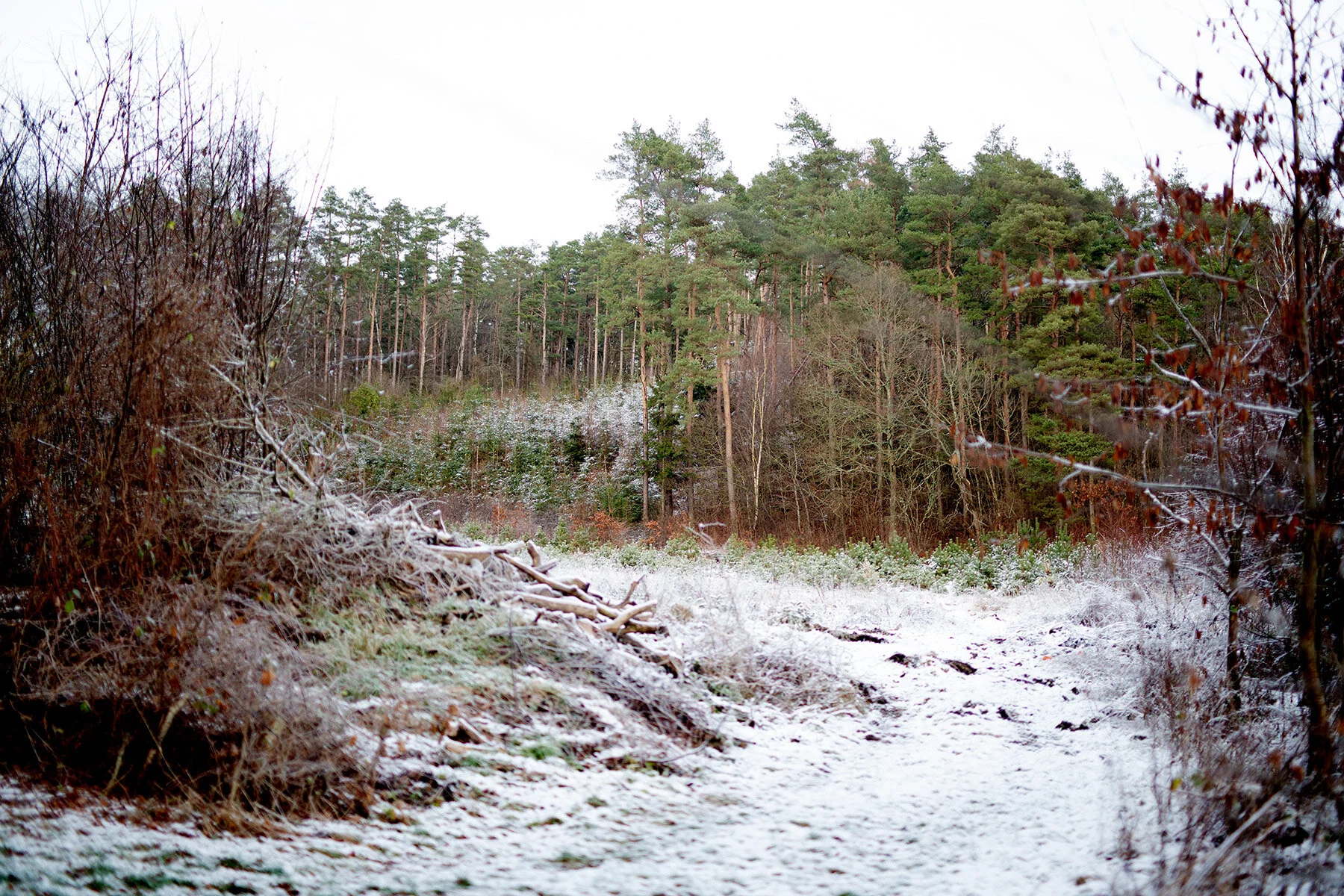 blogg-191201granvildsvinskog6.jpg