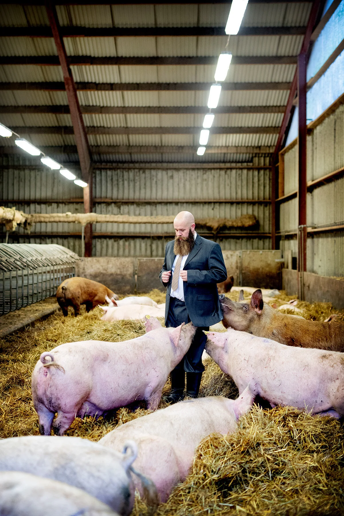 På en grisfarm i Bänared
