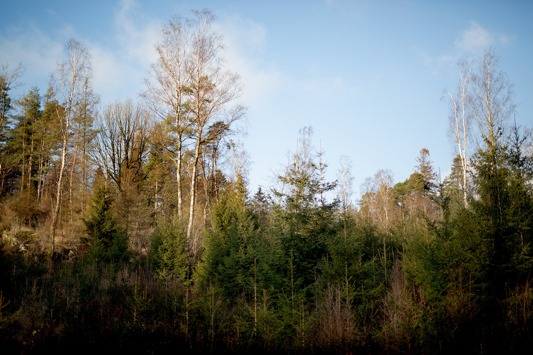 blogg-191207hamtagran4.jpg
