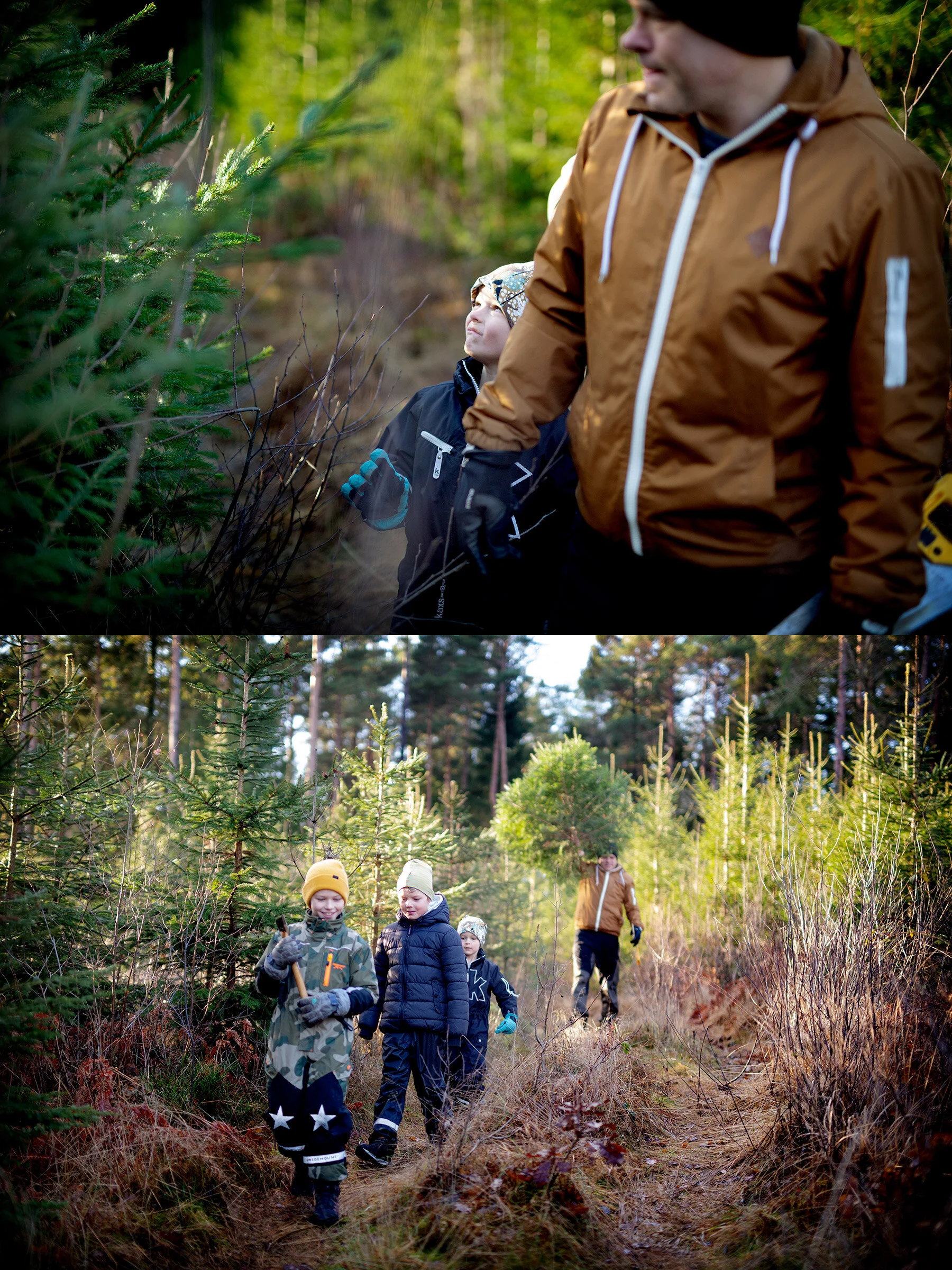 Grymtfri skog