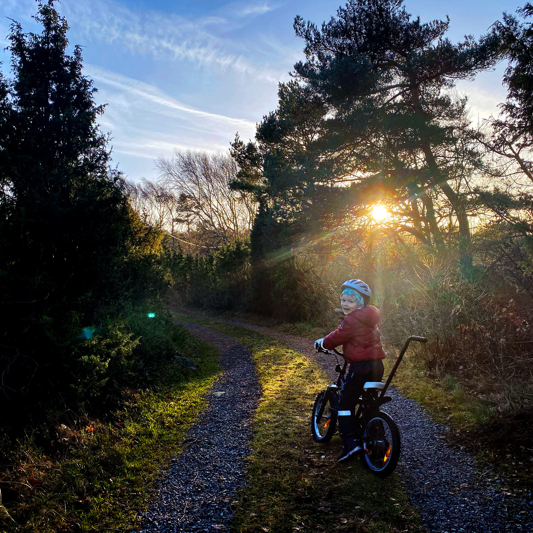 Solen skogen
