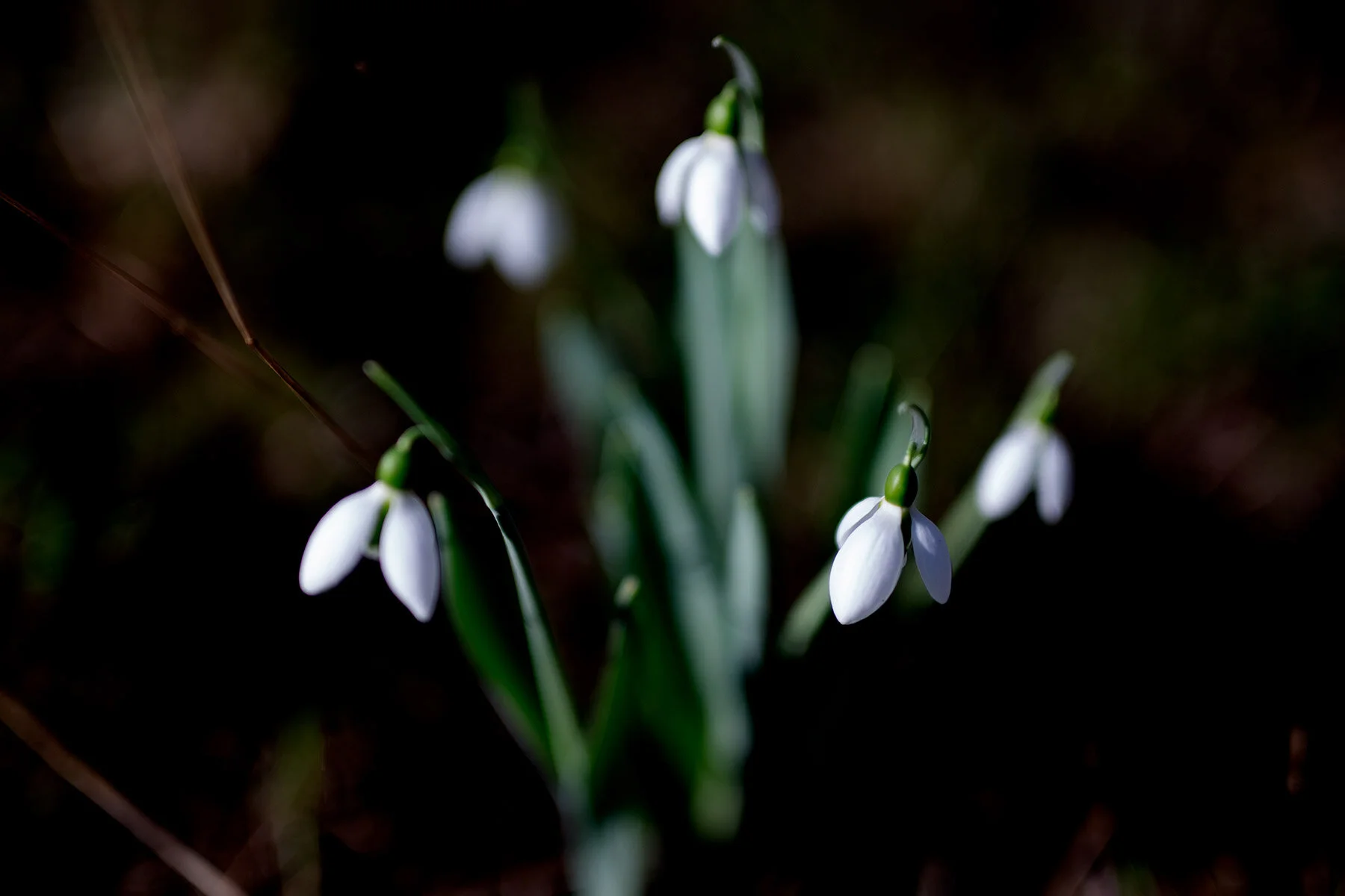 blogg-200122snodroppar4.jpg
