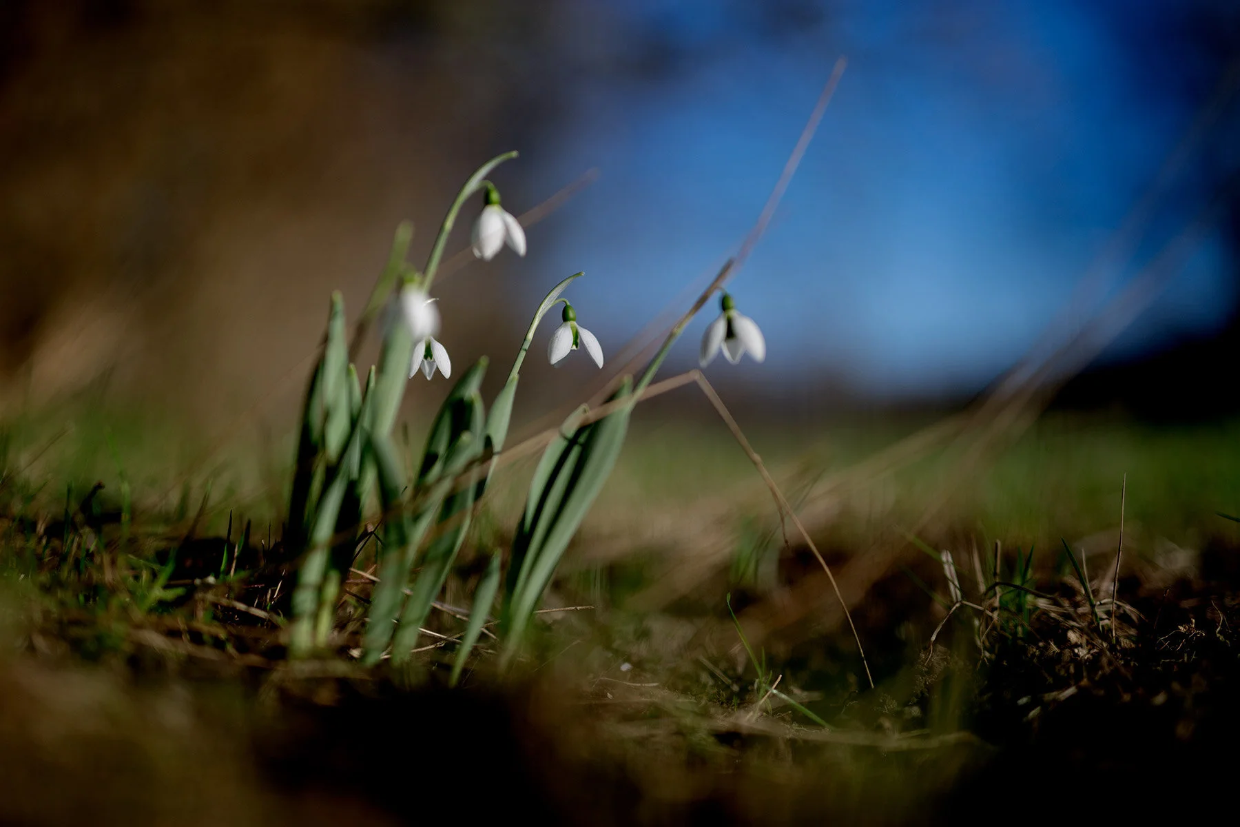 blogg-200122snodroppar3.jpg
