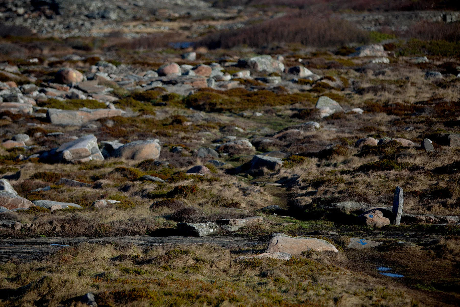 blogg-200213blapromenadenbua16.jpg