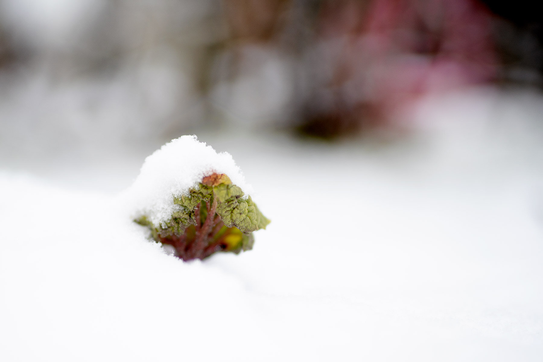 blogg-200228snotradgarden5.jpg