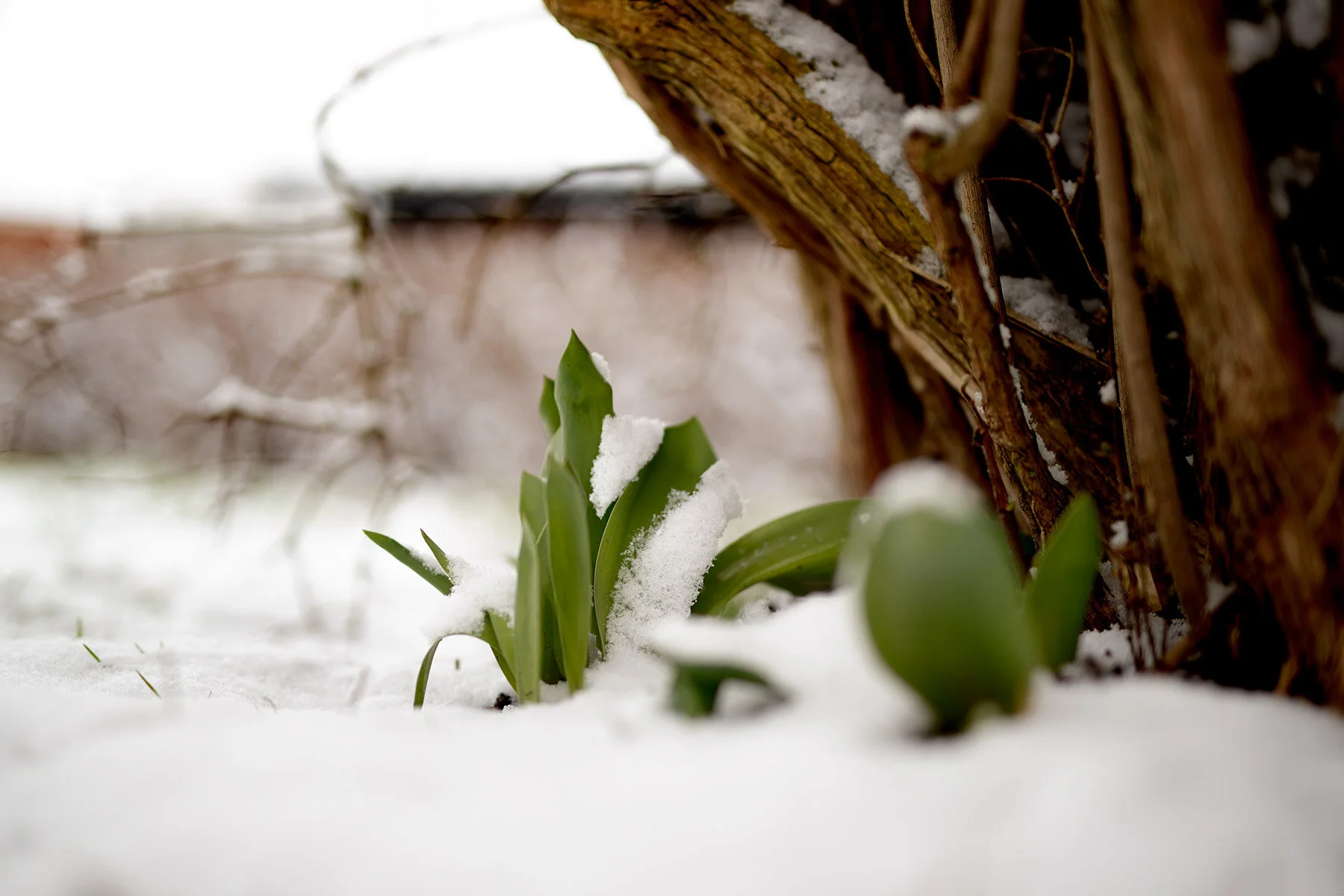 blogg-200228snotradgarden9.jpg