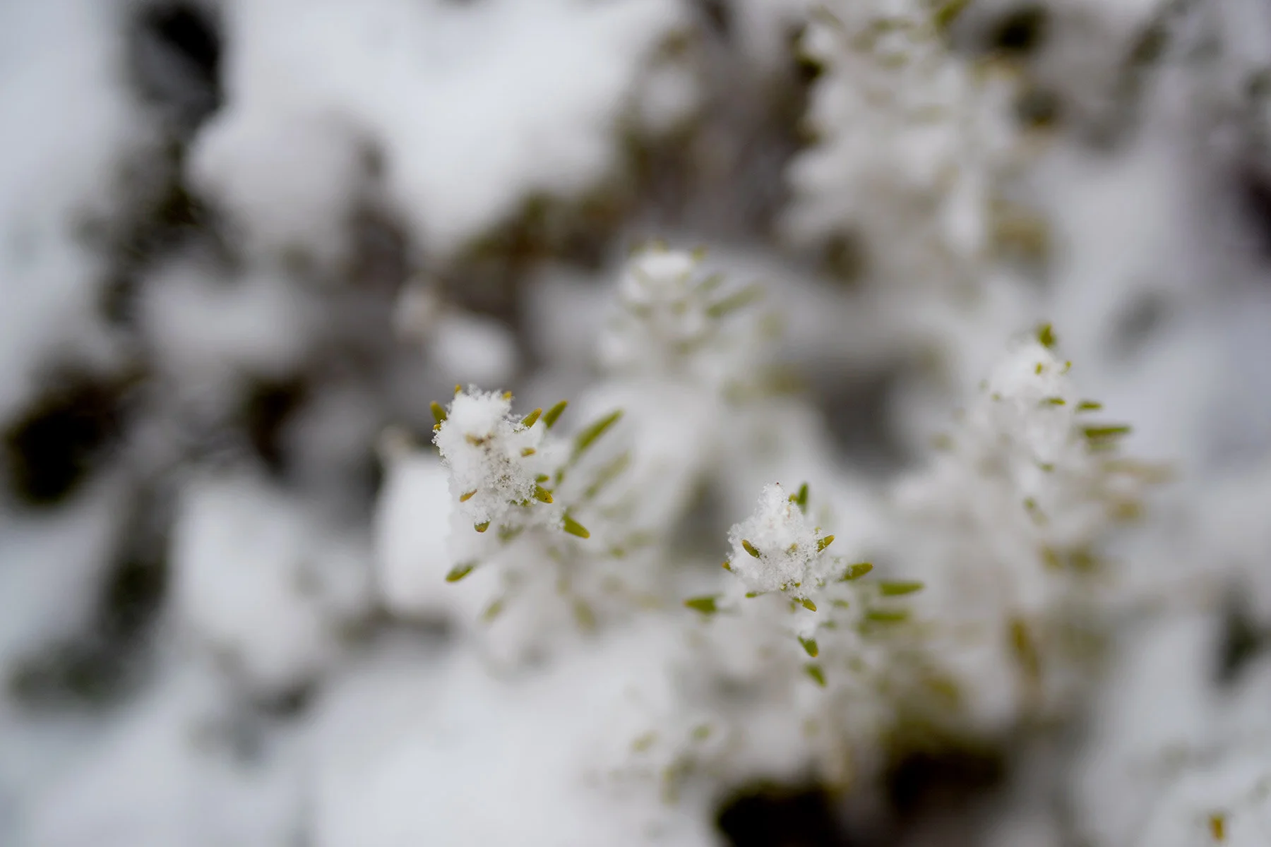 blogg-200228snotradgarden14.jpg