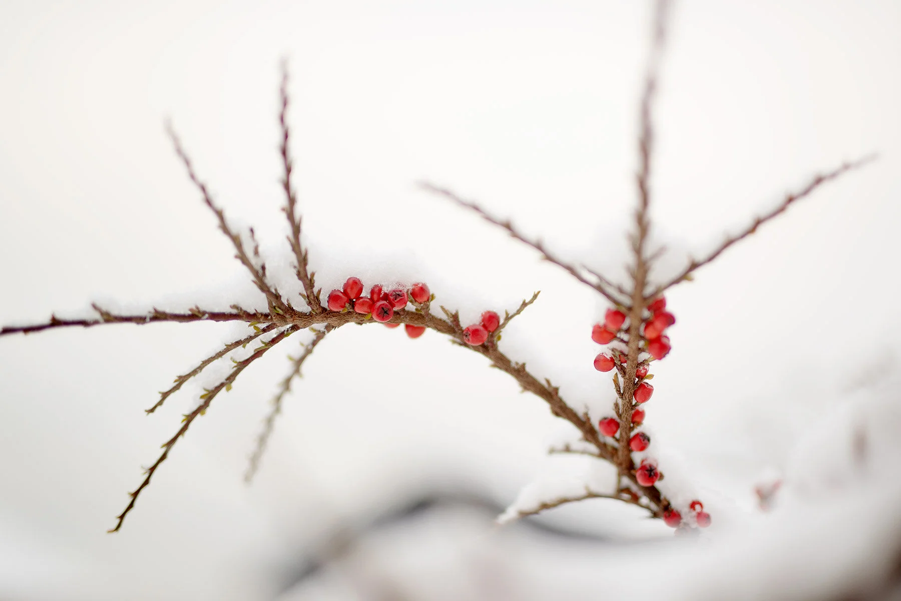 blogg-200228snotradgarden20.jpg