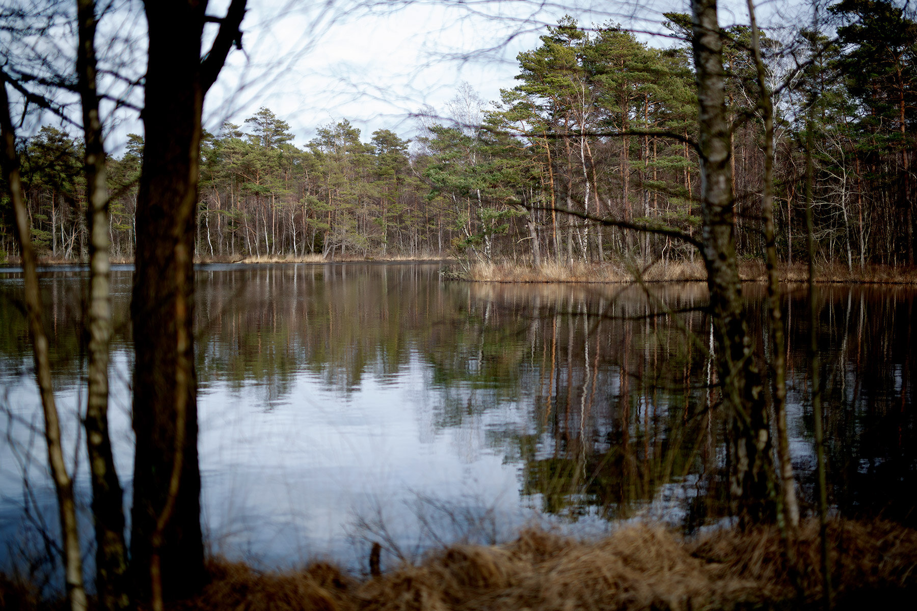blogg-200331skogenmedbertil21.jpg