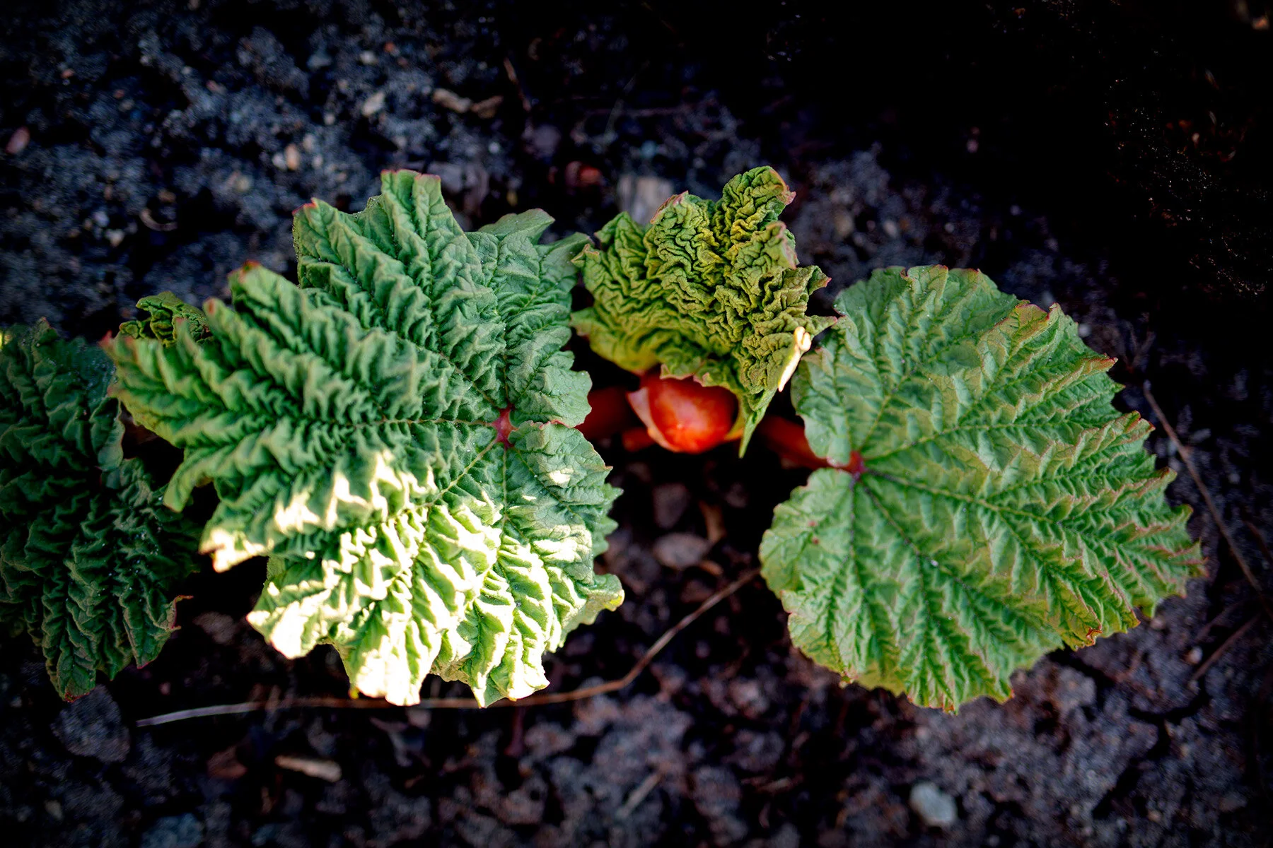 blogg-200416planterajordgubbar15.jpg