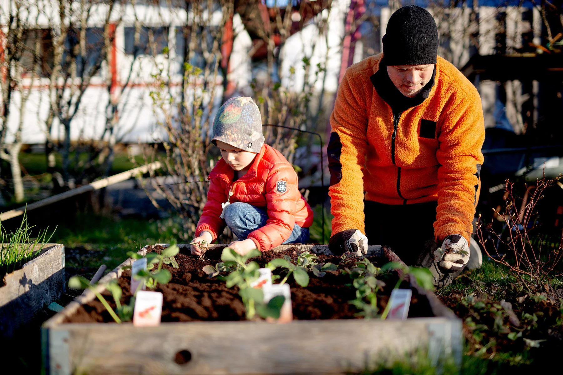 blogg-200416planterajordgubbar17.jpg