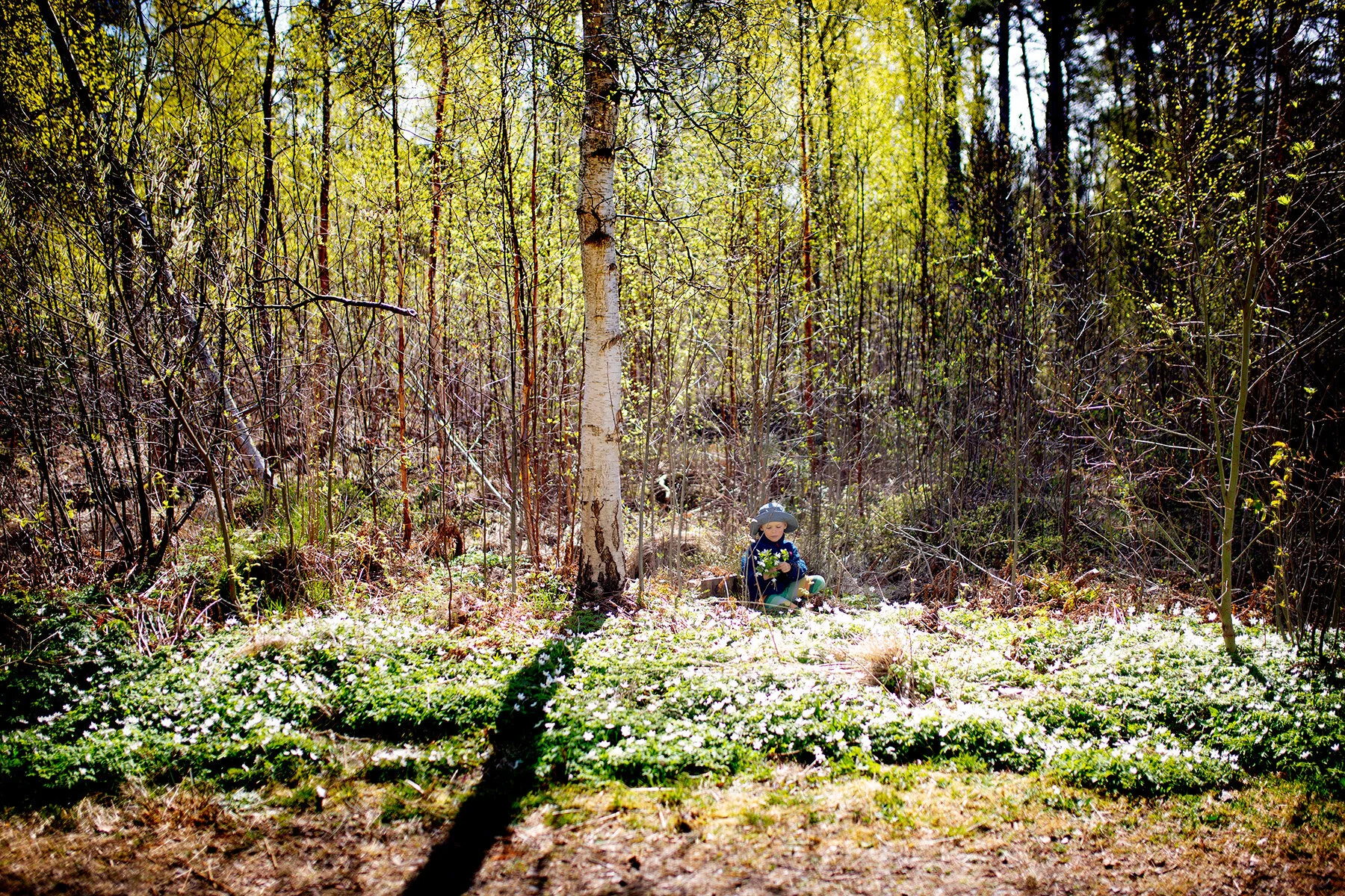 blogg-200424vitsippor13.jpg