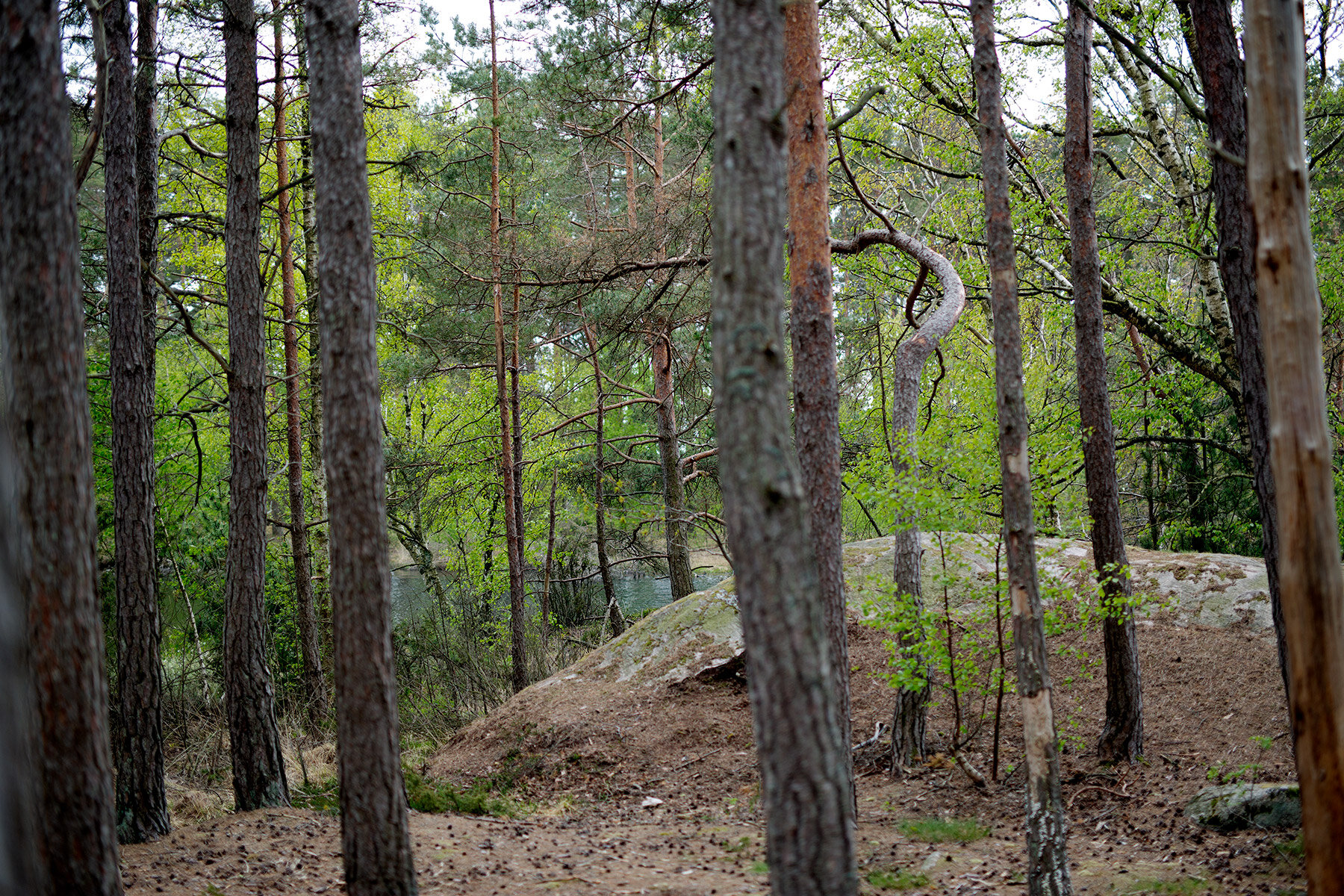 blogg-200517skogenmednordsvahn7.jpg