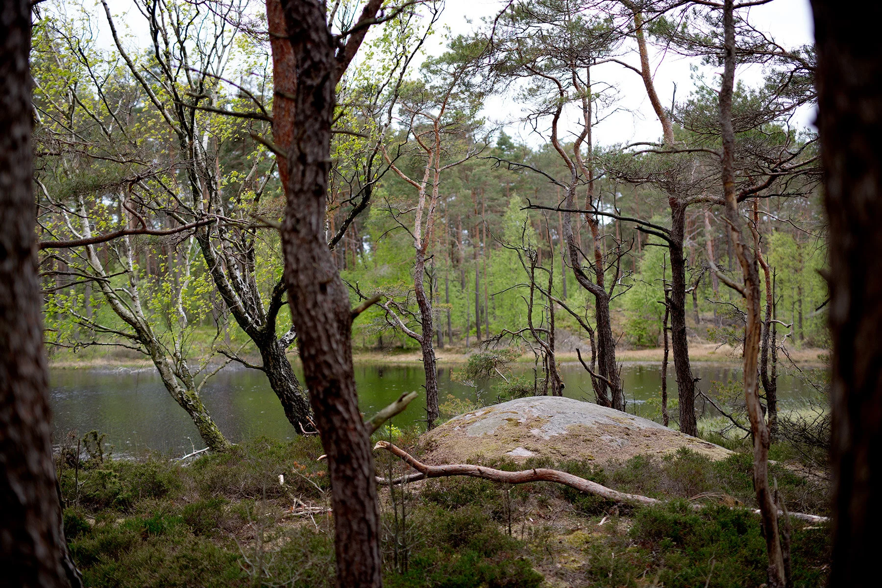blogg-200517skogenmednordsvahn19.jpg