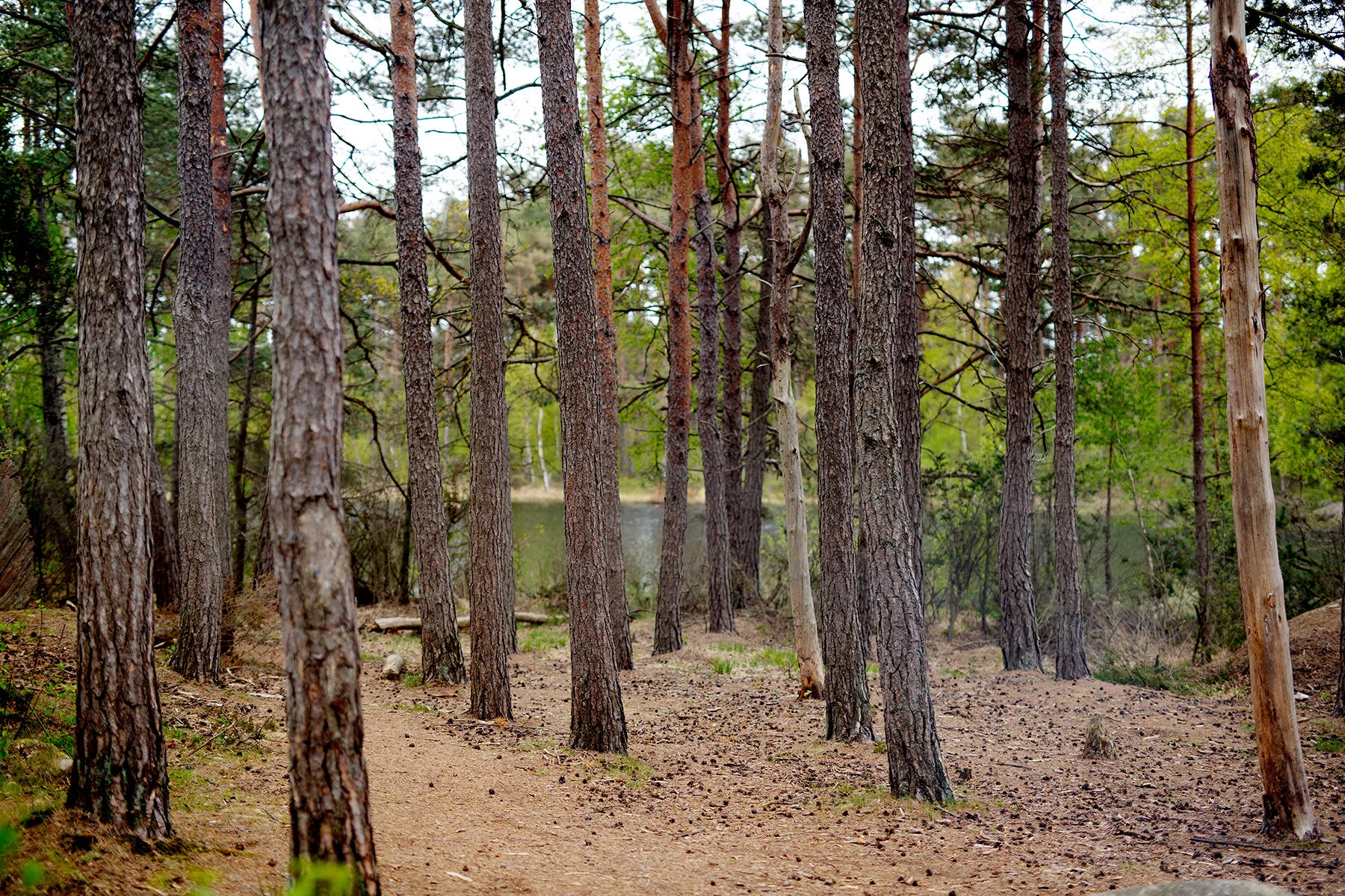 blogg-200517skogenmednordsvahn24.jpg