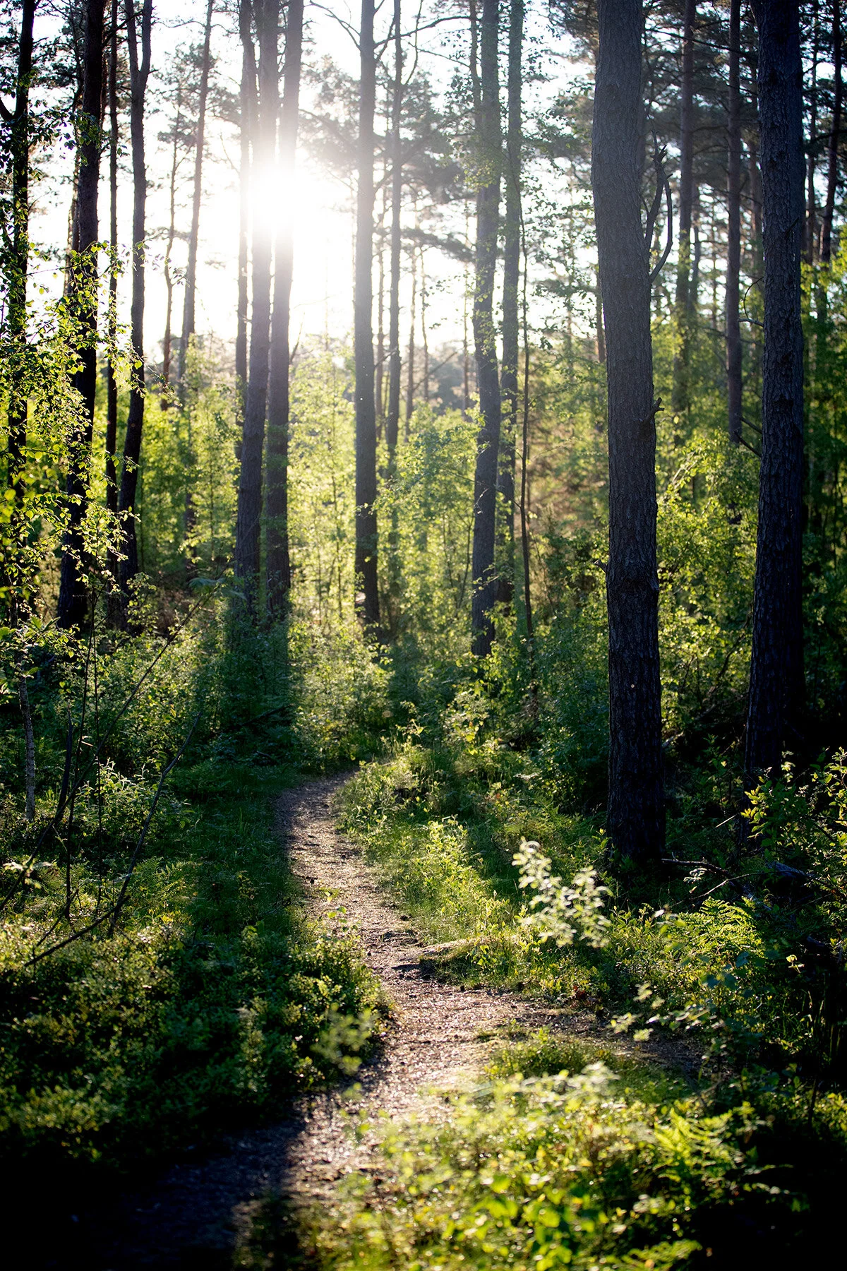 blogg-200601morgonvidkroks16.jpg