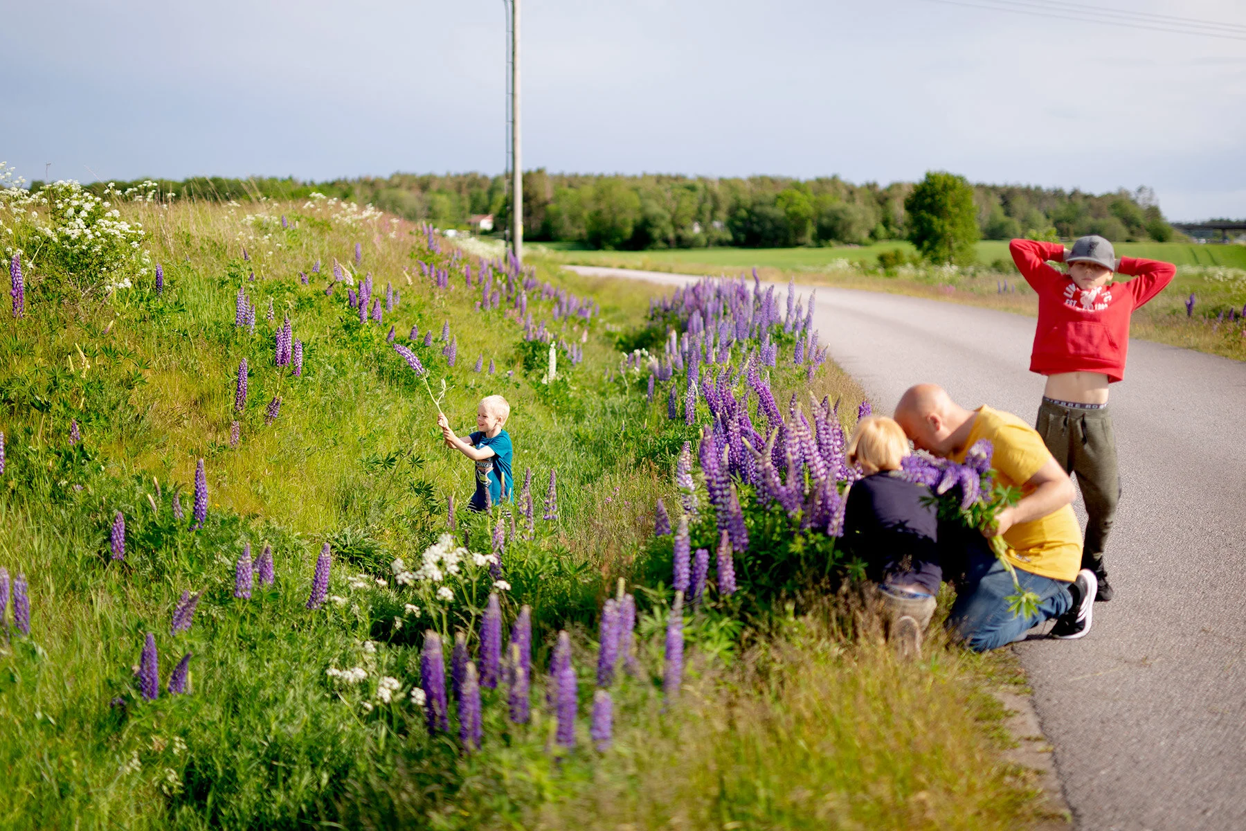 blogg-200607lupinplock4.jpg
