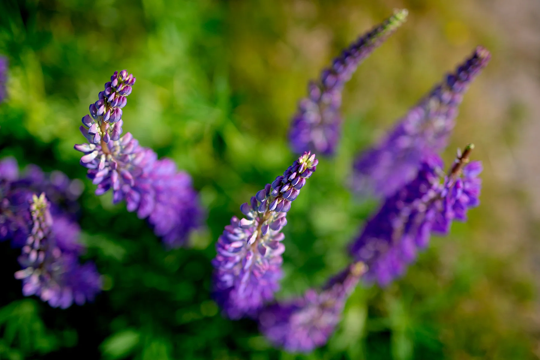 blogg-200607lupinplock12.jpg