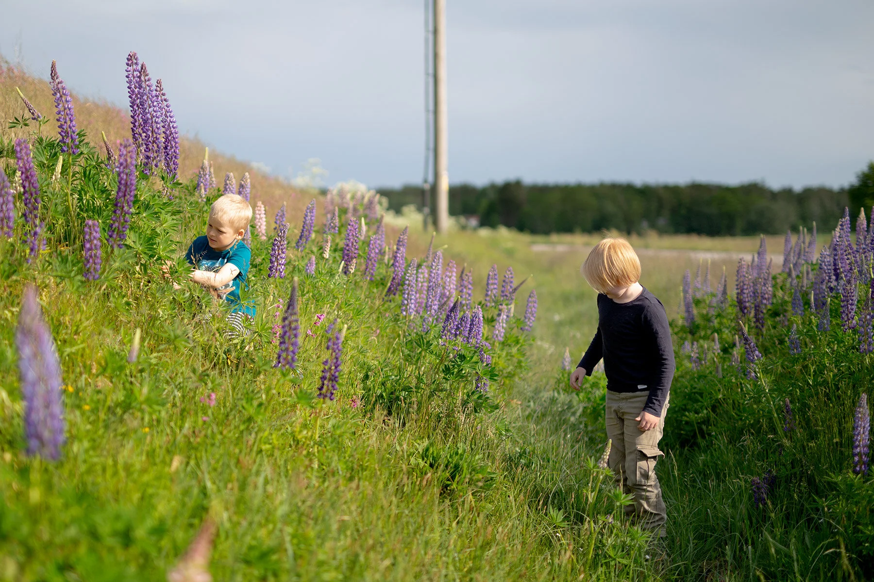 blogg-200607lupinplock13.jpg