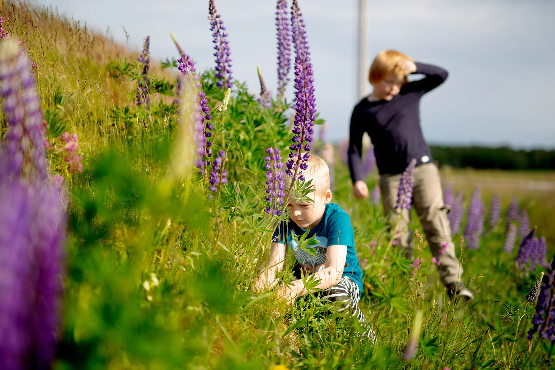 blogg-200607lupinplock15.jpg