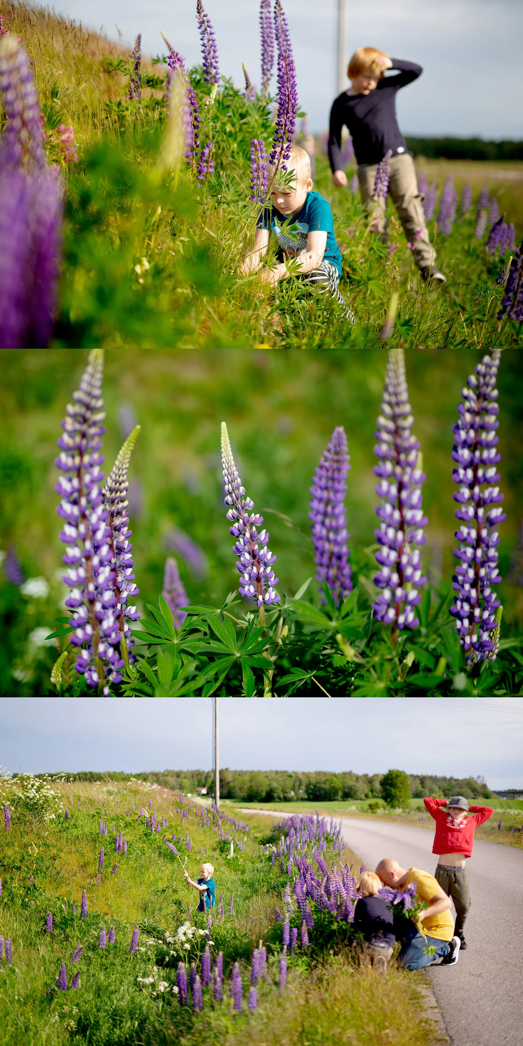 Lupiner