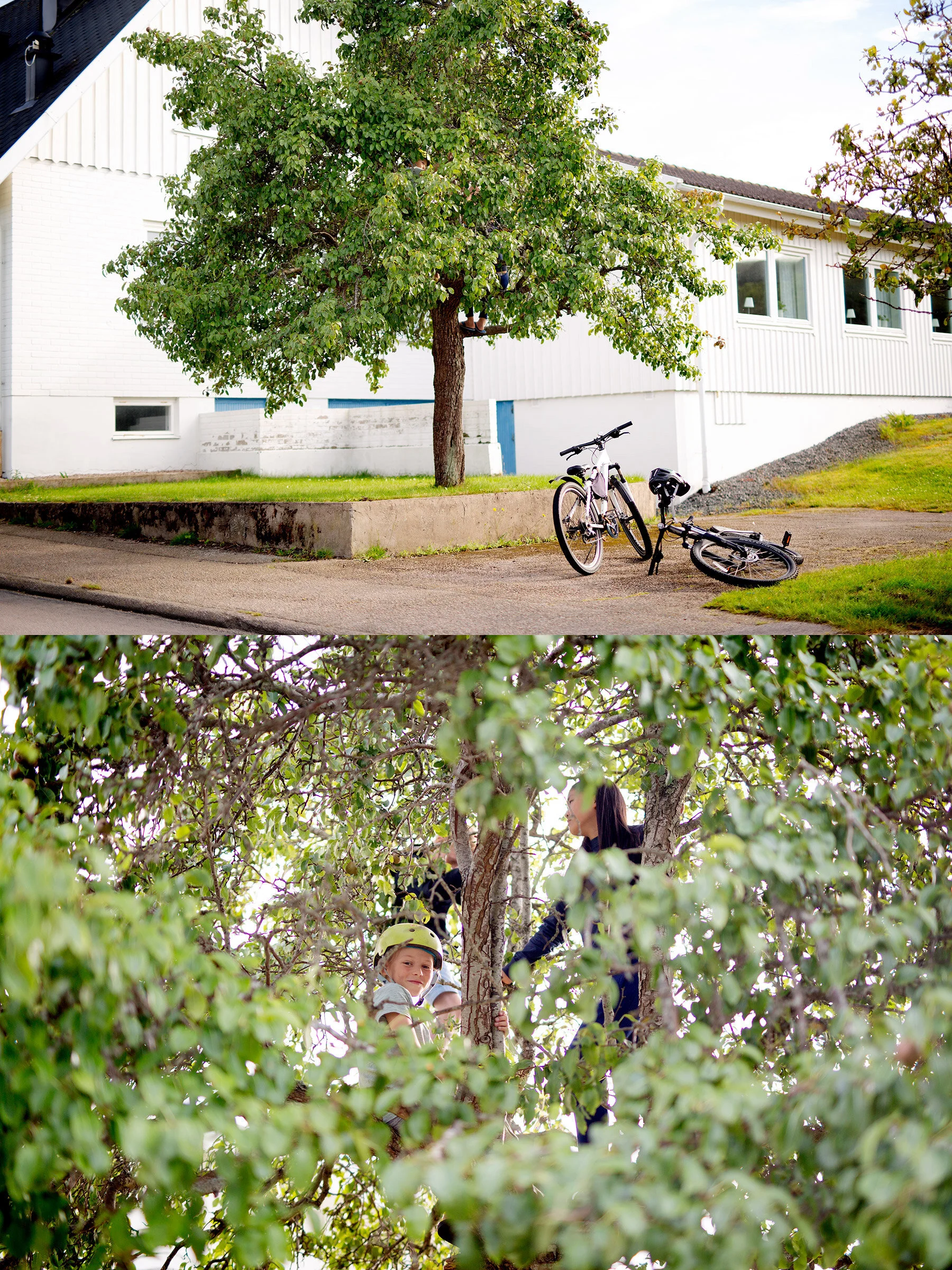 Pingstkyrkans päronträd