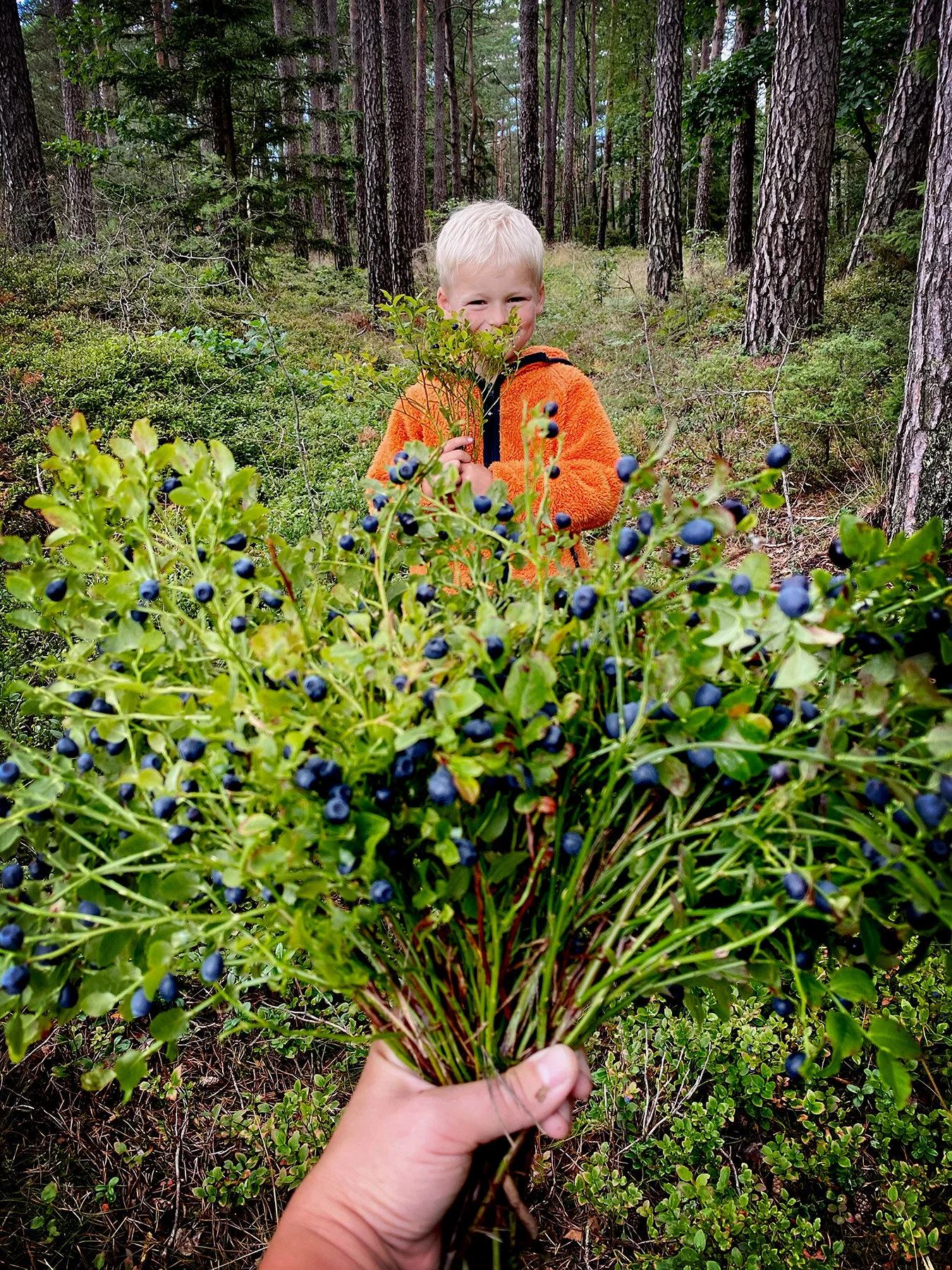 blogg-200728svampskog3.jpg