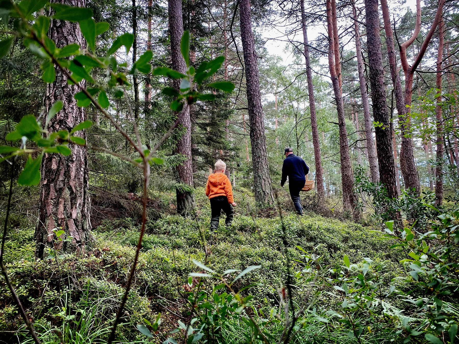 blogg-200728svampskog1.jpg