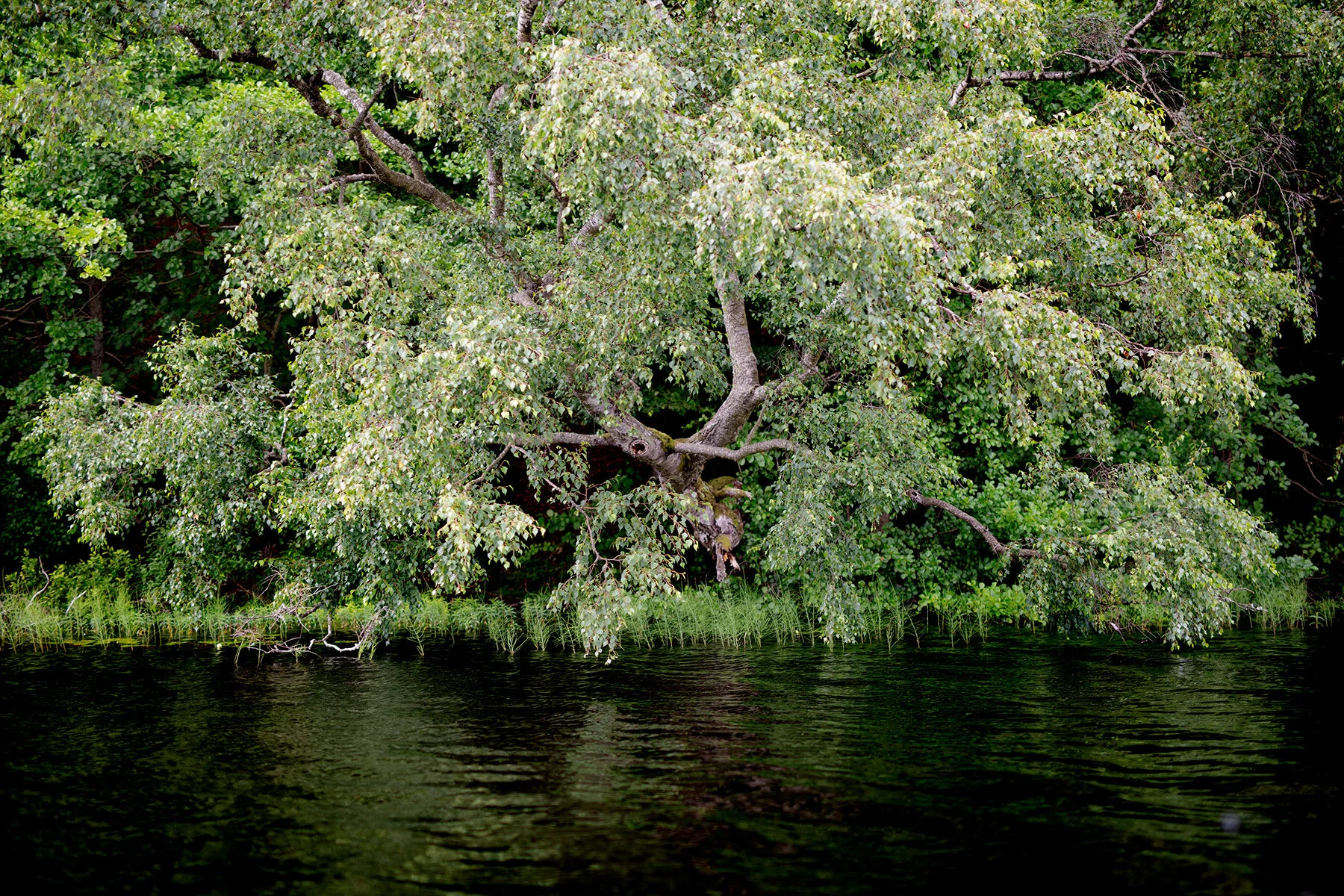blogg-200729bjorkasjo10.jpg