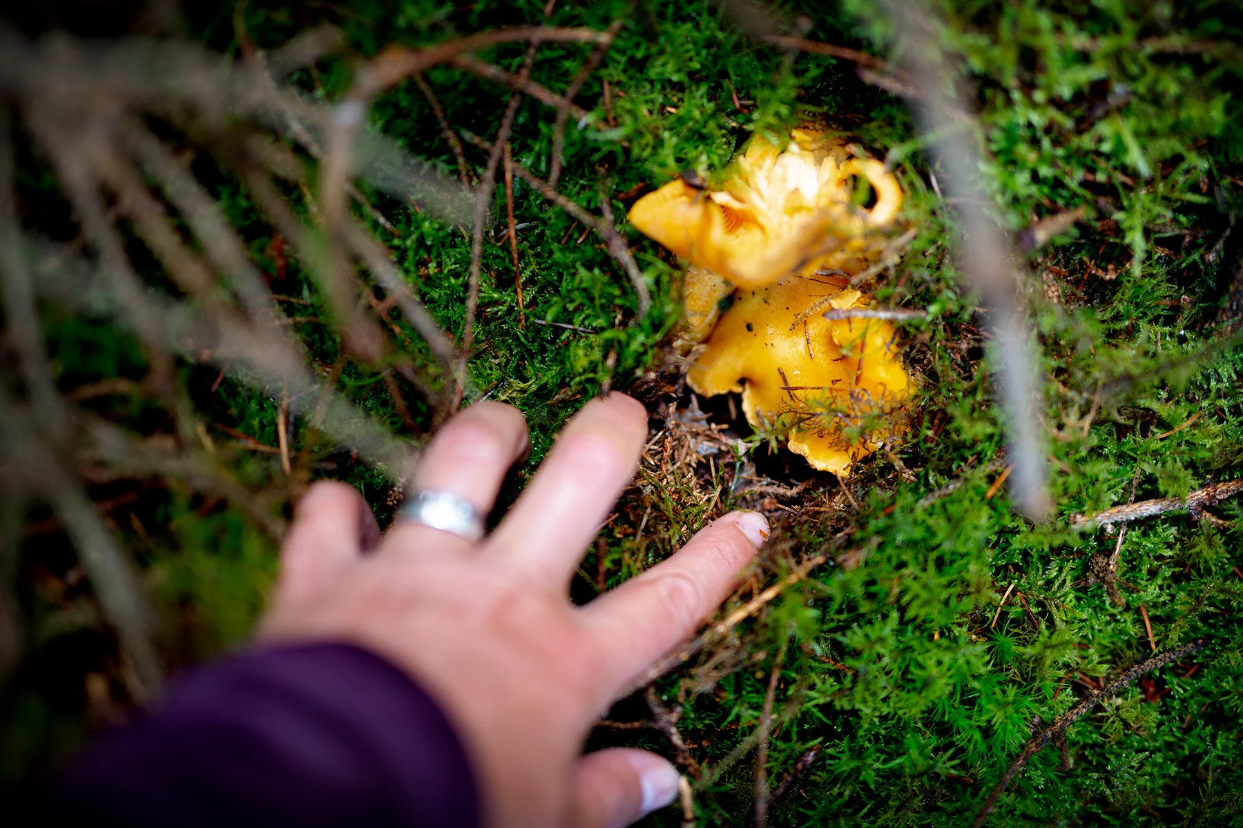 blogg-200830svampskog6.jpg