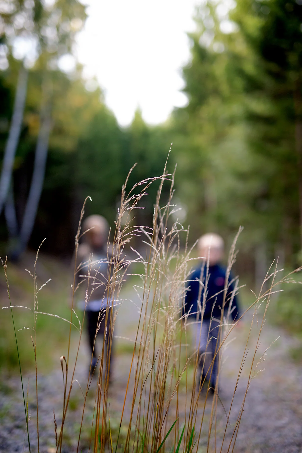 blogg-200830svampskog13.jpg