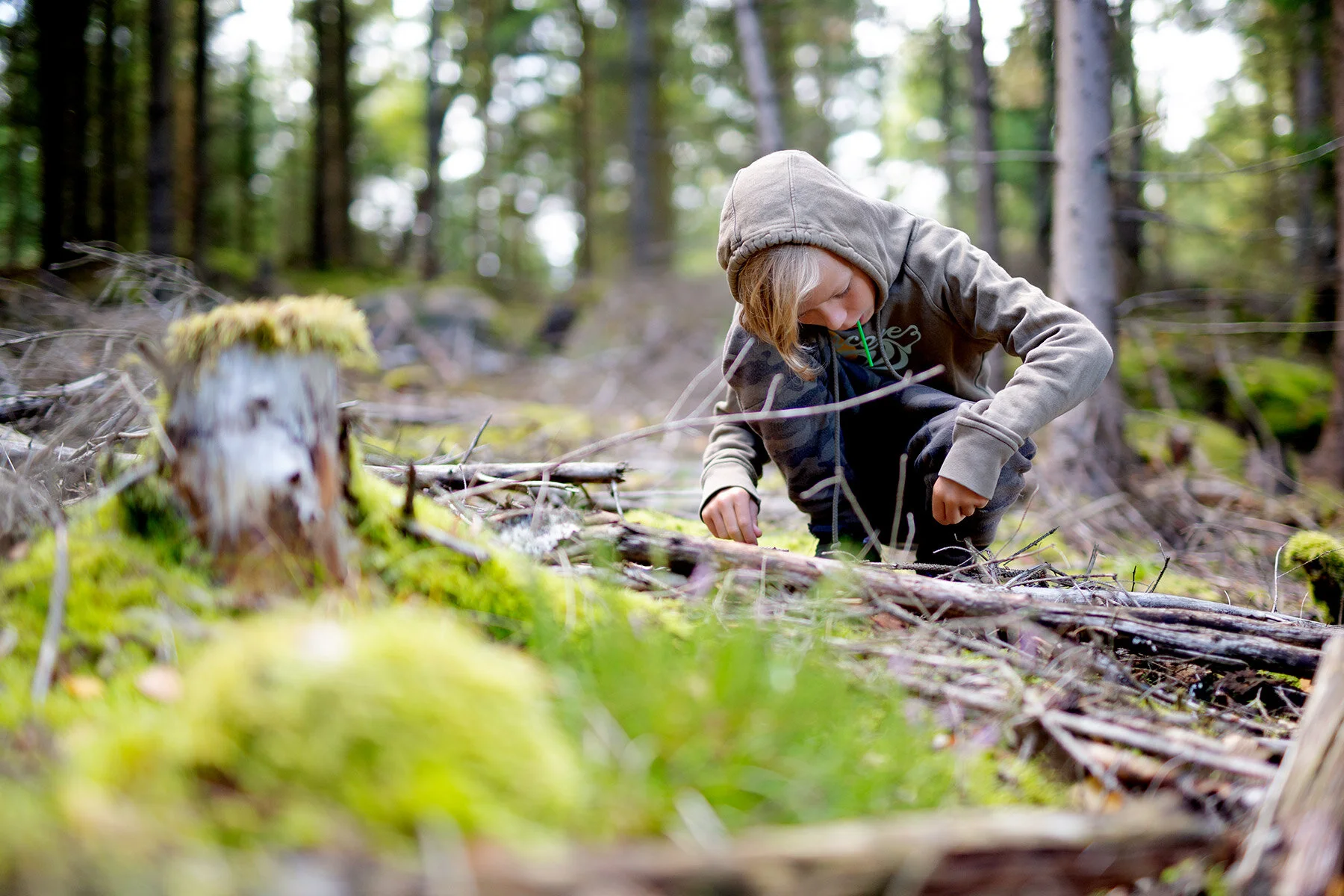 blogg-200830svampskog15.jpg