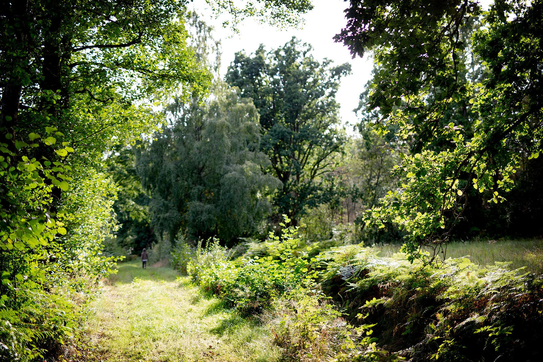 blogg-200830svampskog19.jpg