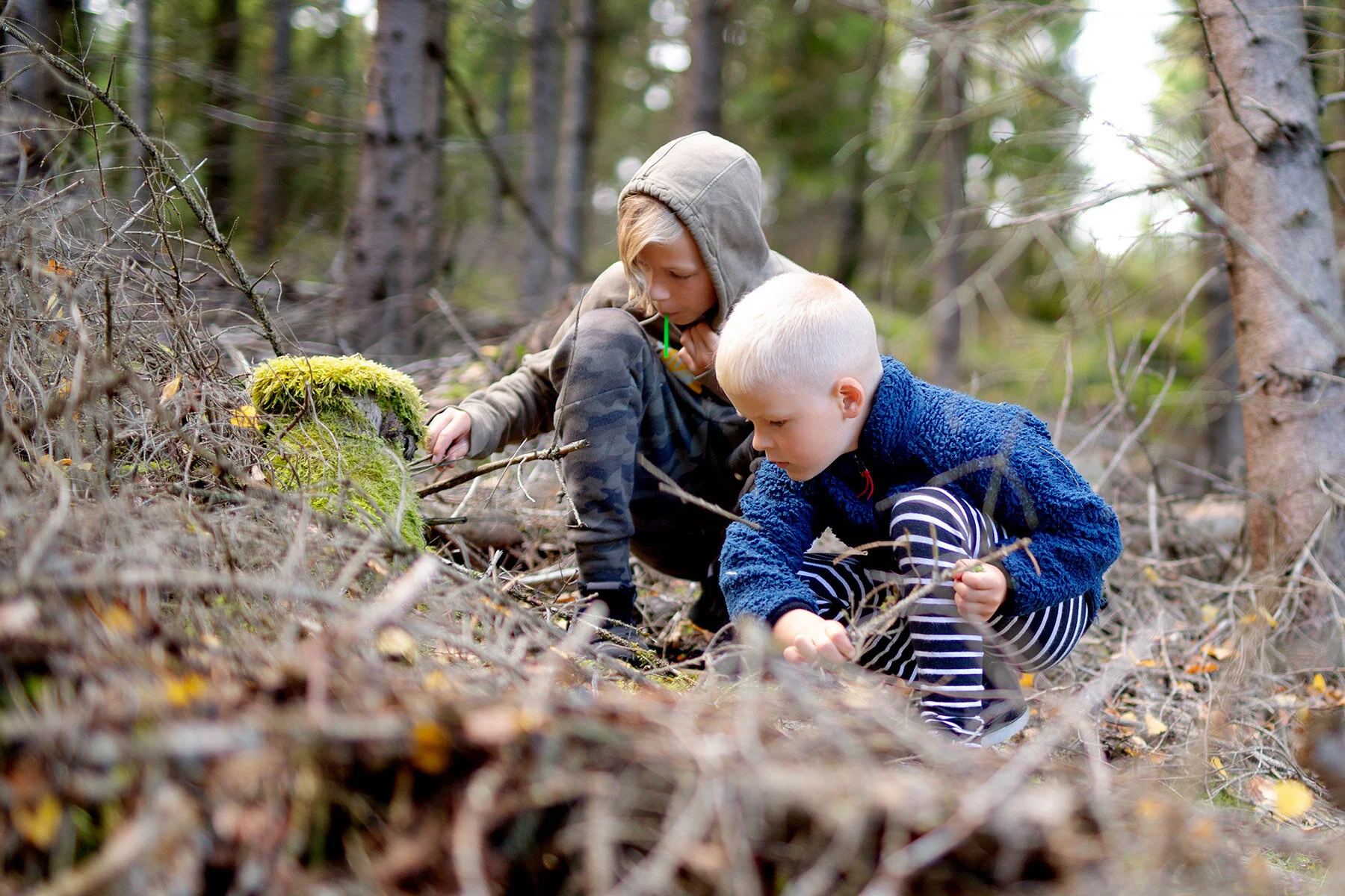 blogg-200830svampskog22.jpg