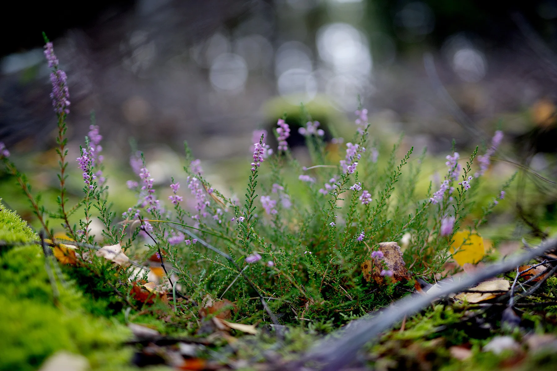 blogg-200830svampskog21.jpg