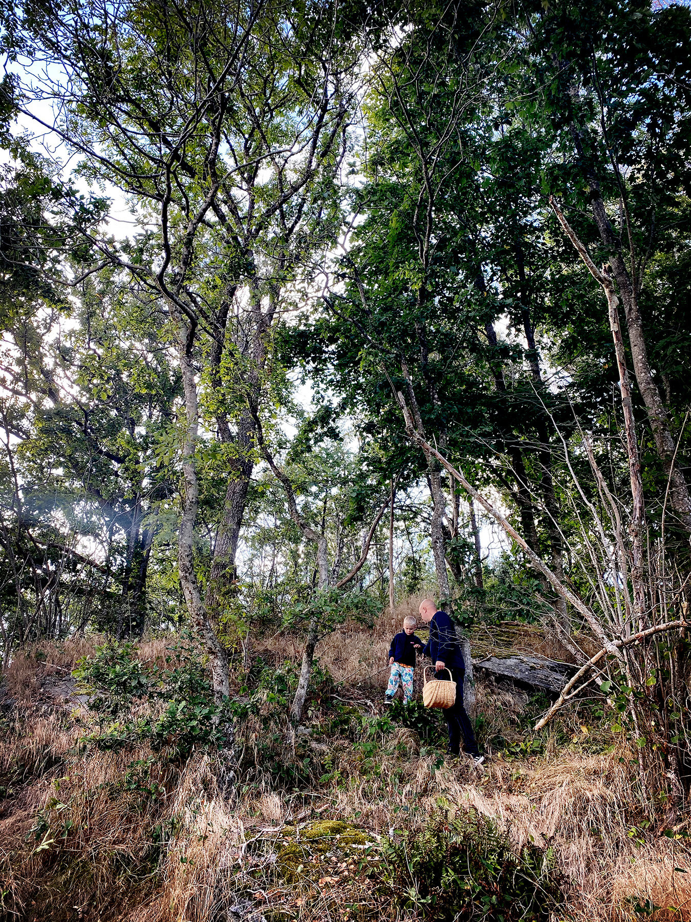 Skog utan svamp