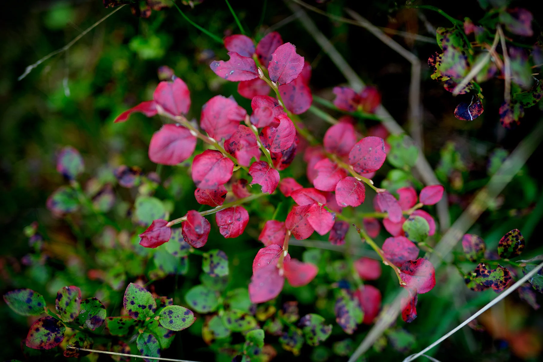 blogg-200909rodaslingan2.jpg
