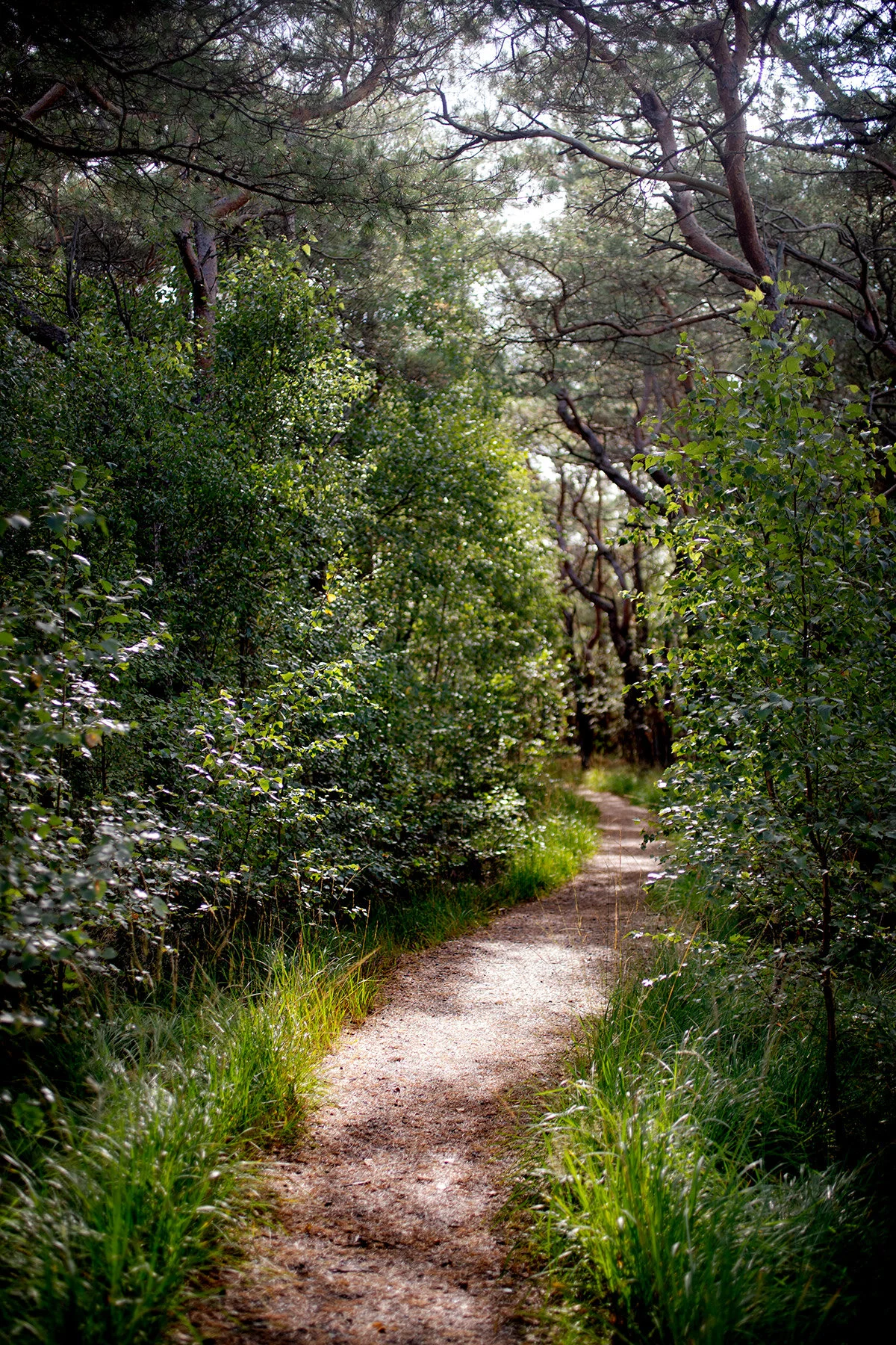 blogg-200909rodaslingan1.jpg