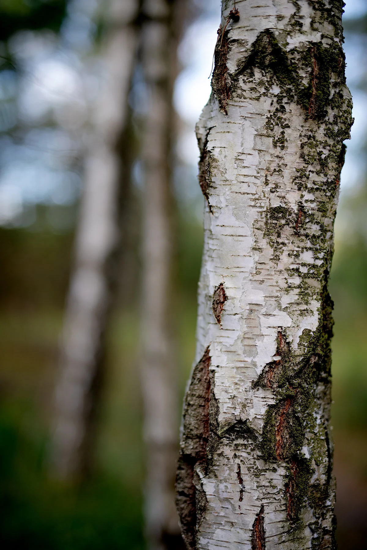 blogg-200909rodaslingan3.jpg