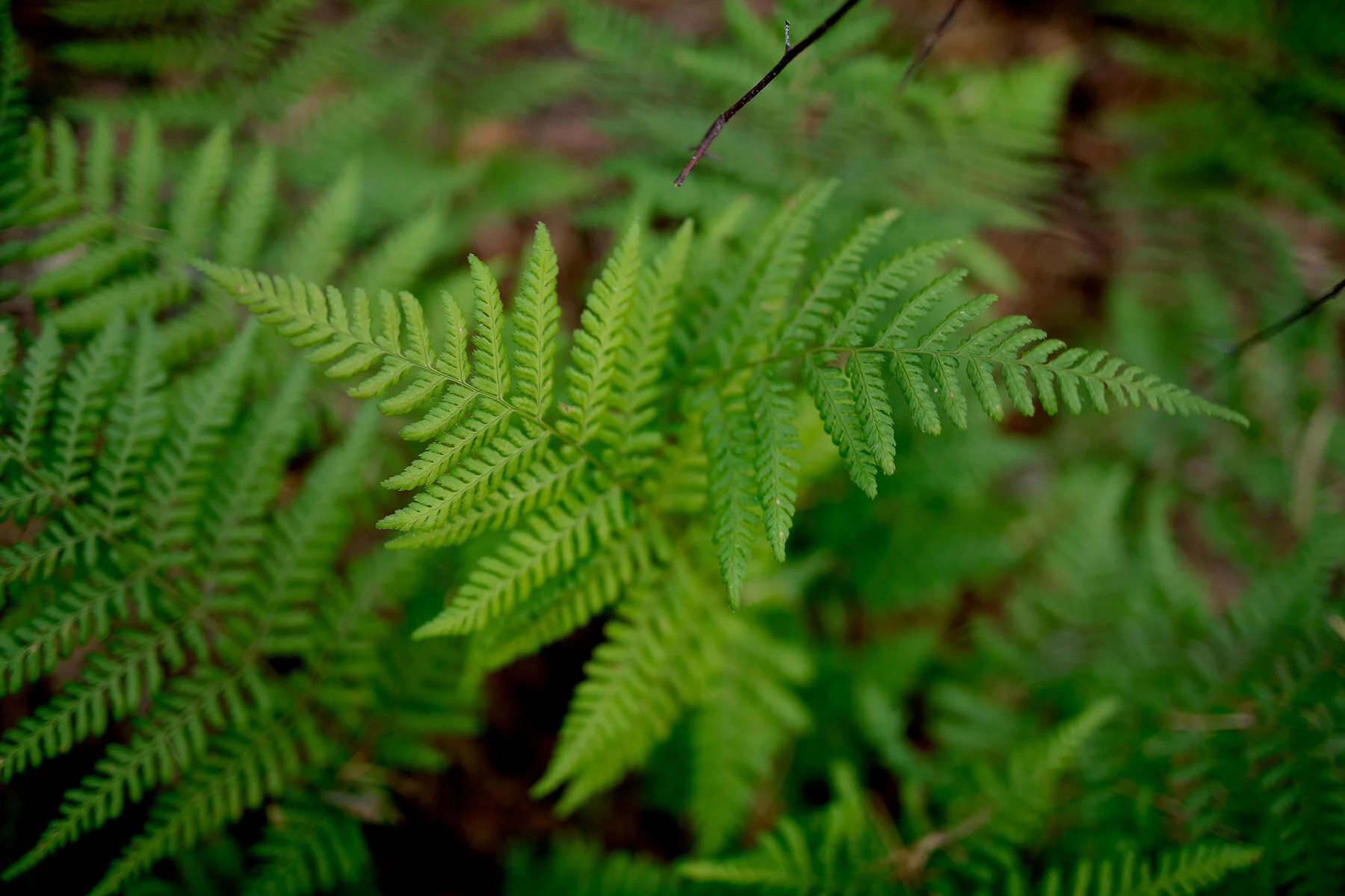 blogg-200909rodaslingan22.jpg