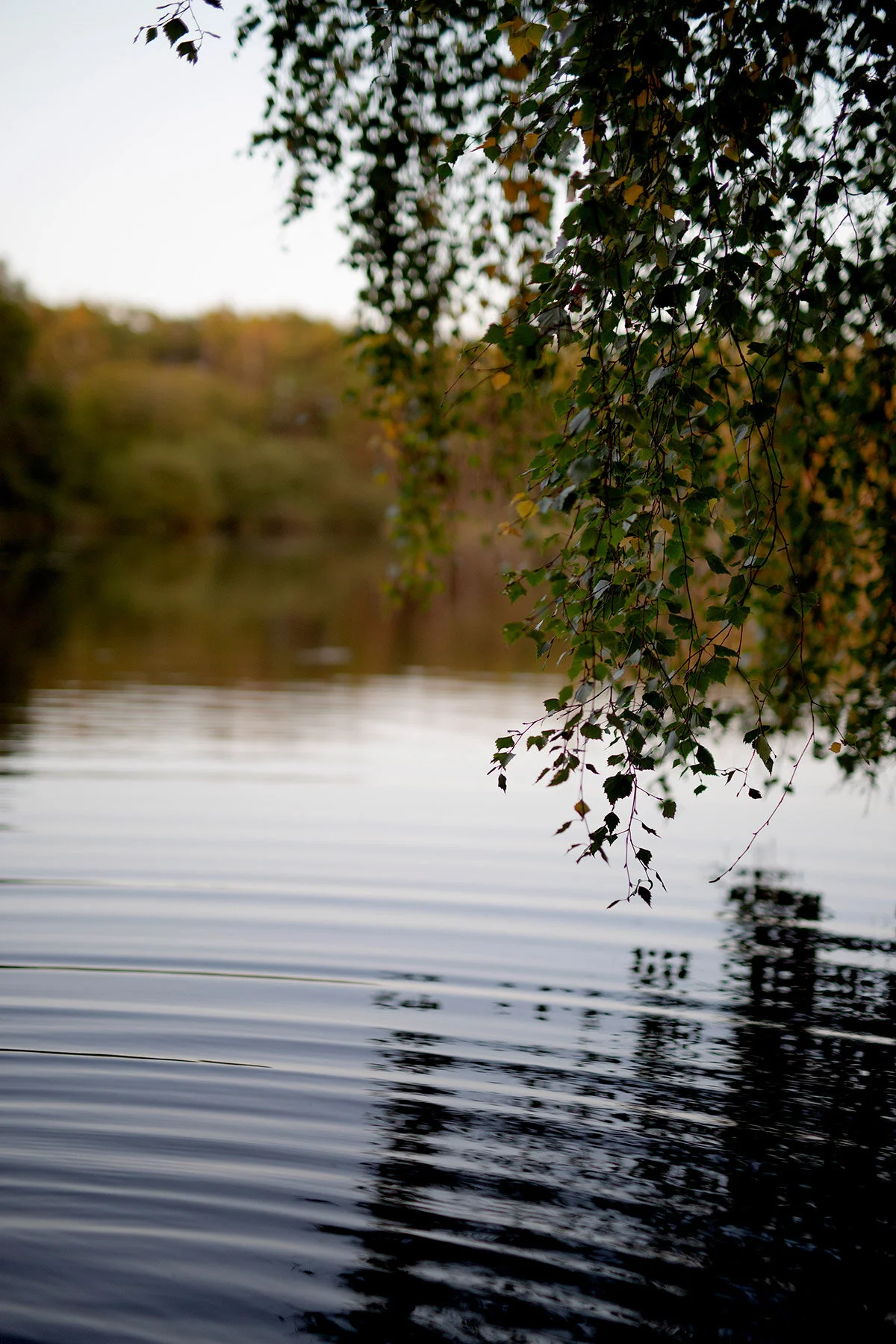 blogg-200918kroksmossefisk13.jpg