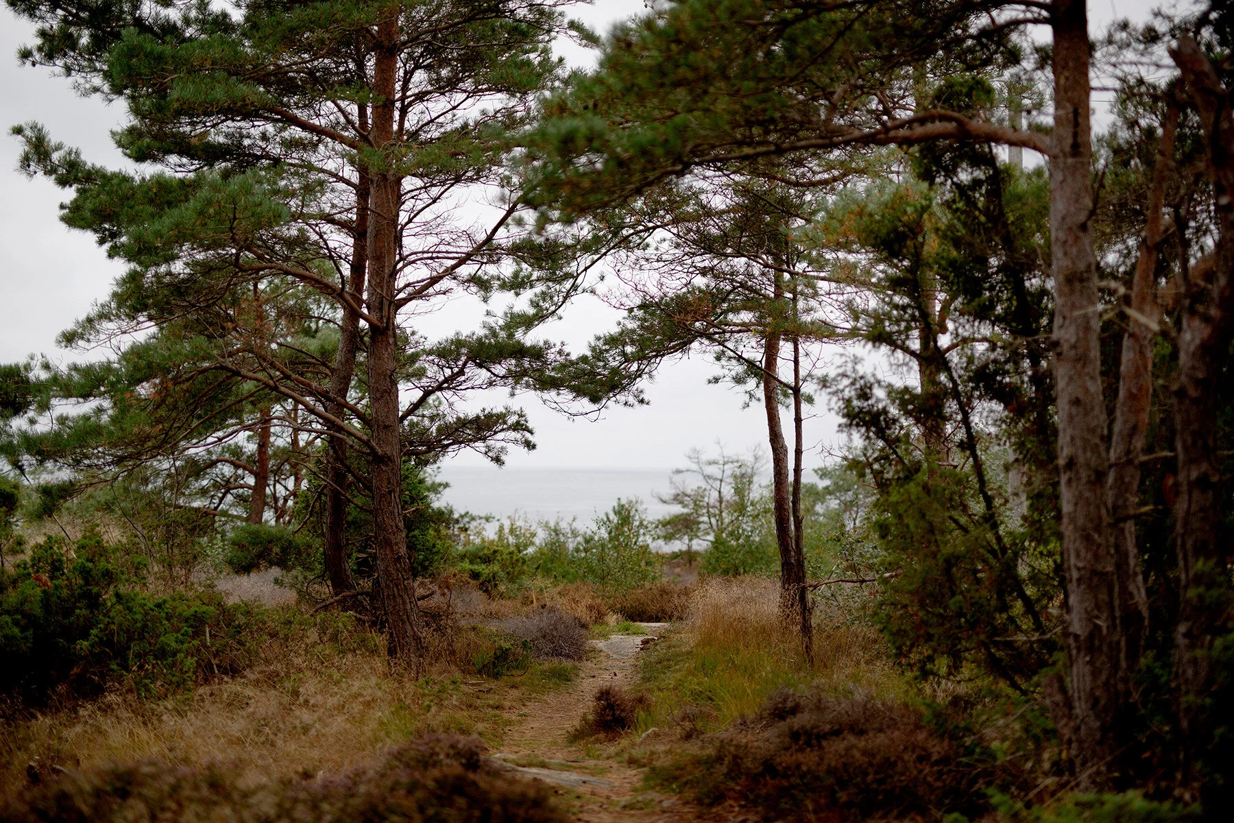 blogg-200920vikensanddamm10.jpg