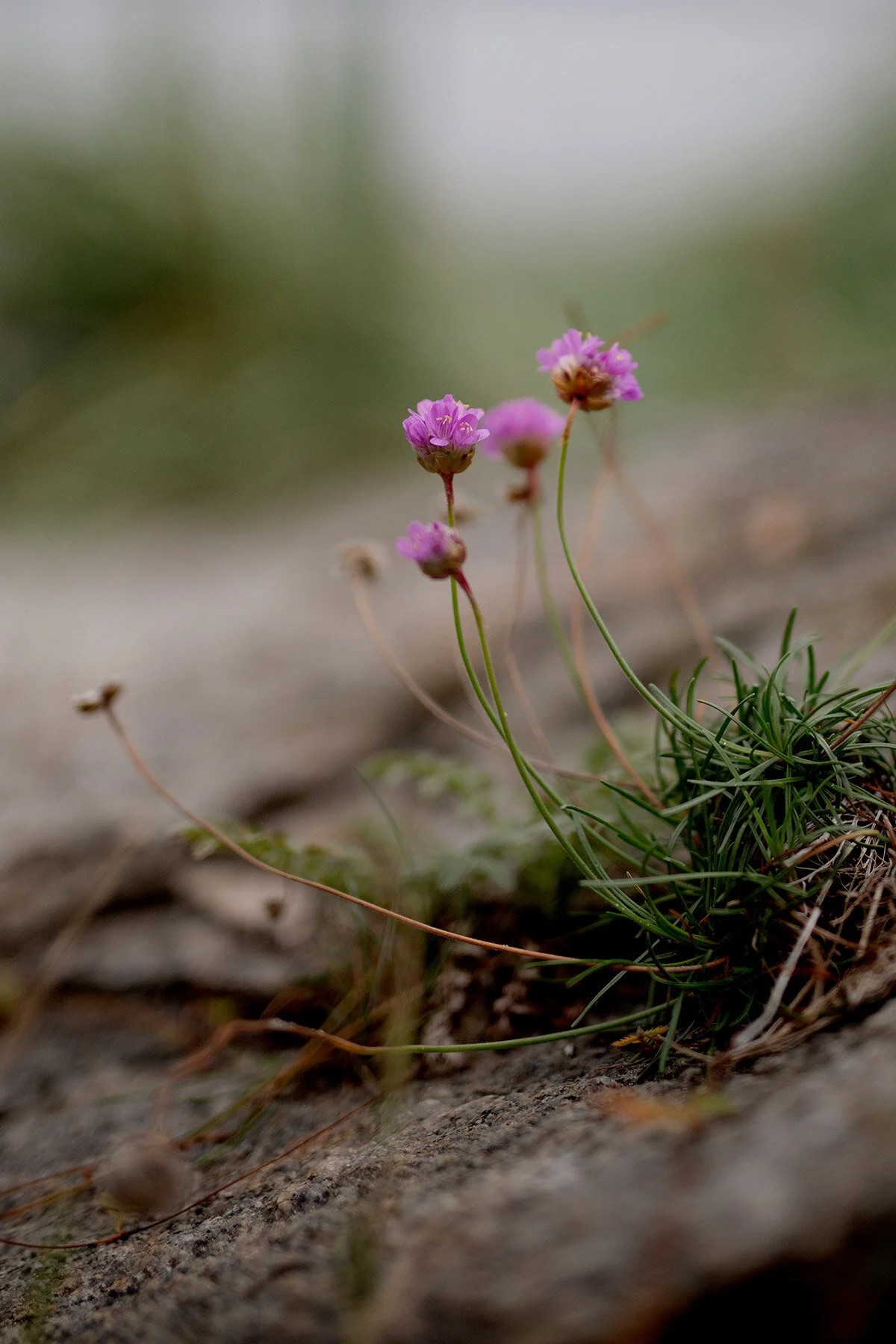 blogg-200920vikensanddamm26.jpg
