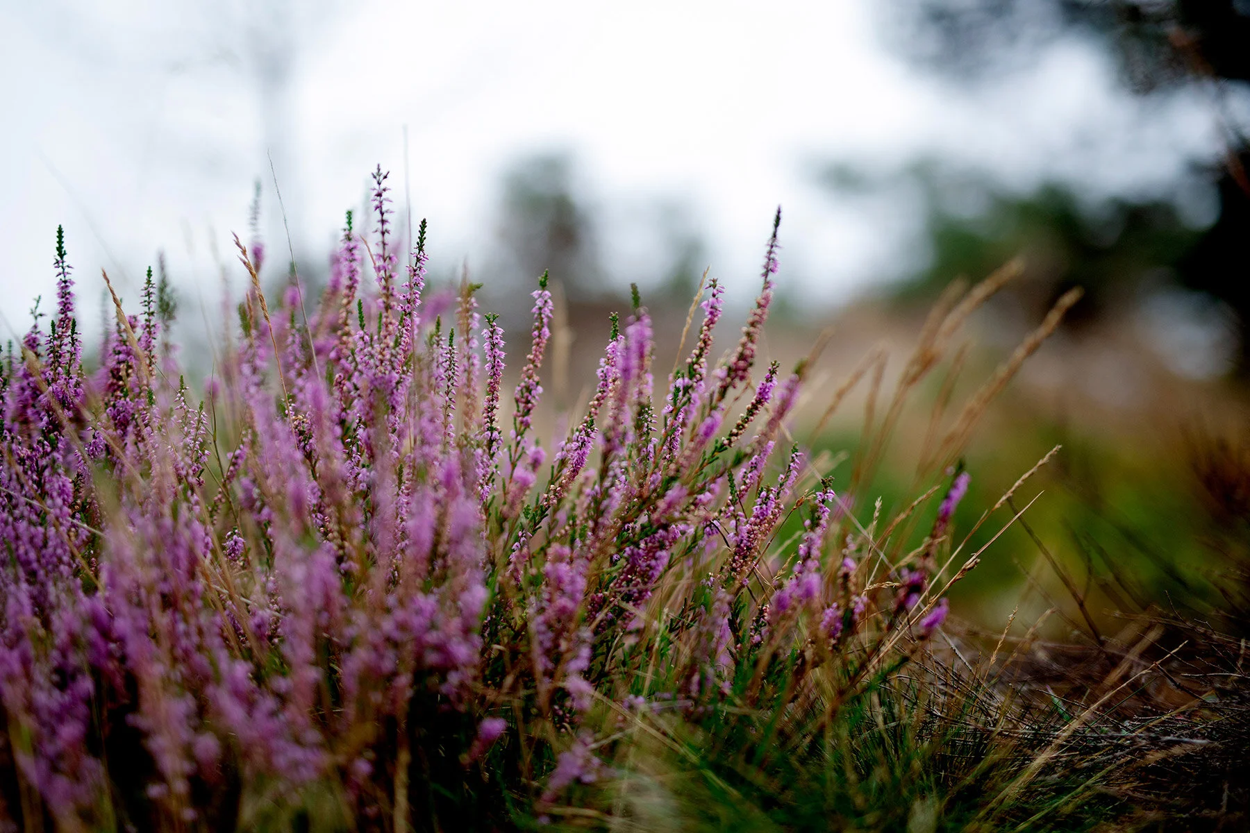 blogg-200920vikensanddamm43.jpg