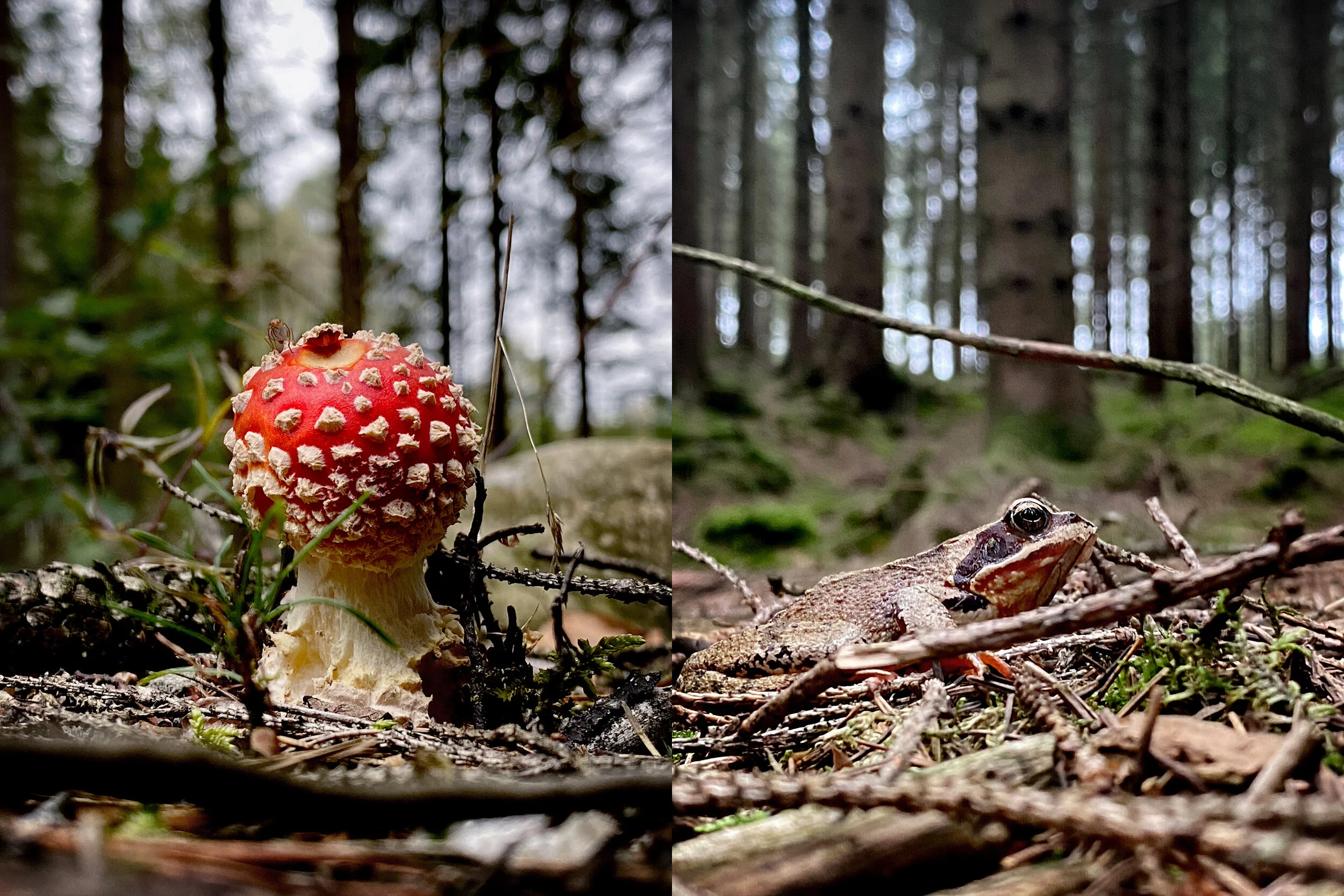 Into the woods