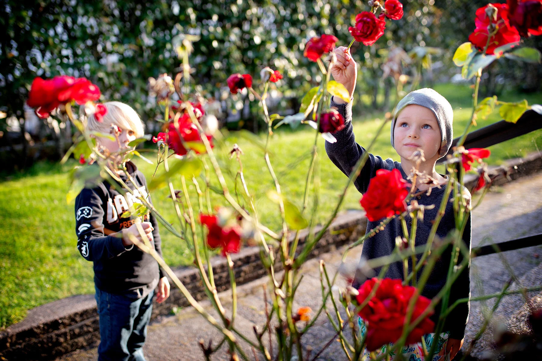 blogg-200210bertilaxelrosor1.jpg
